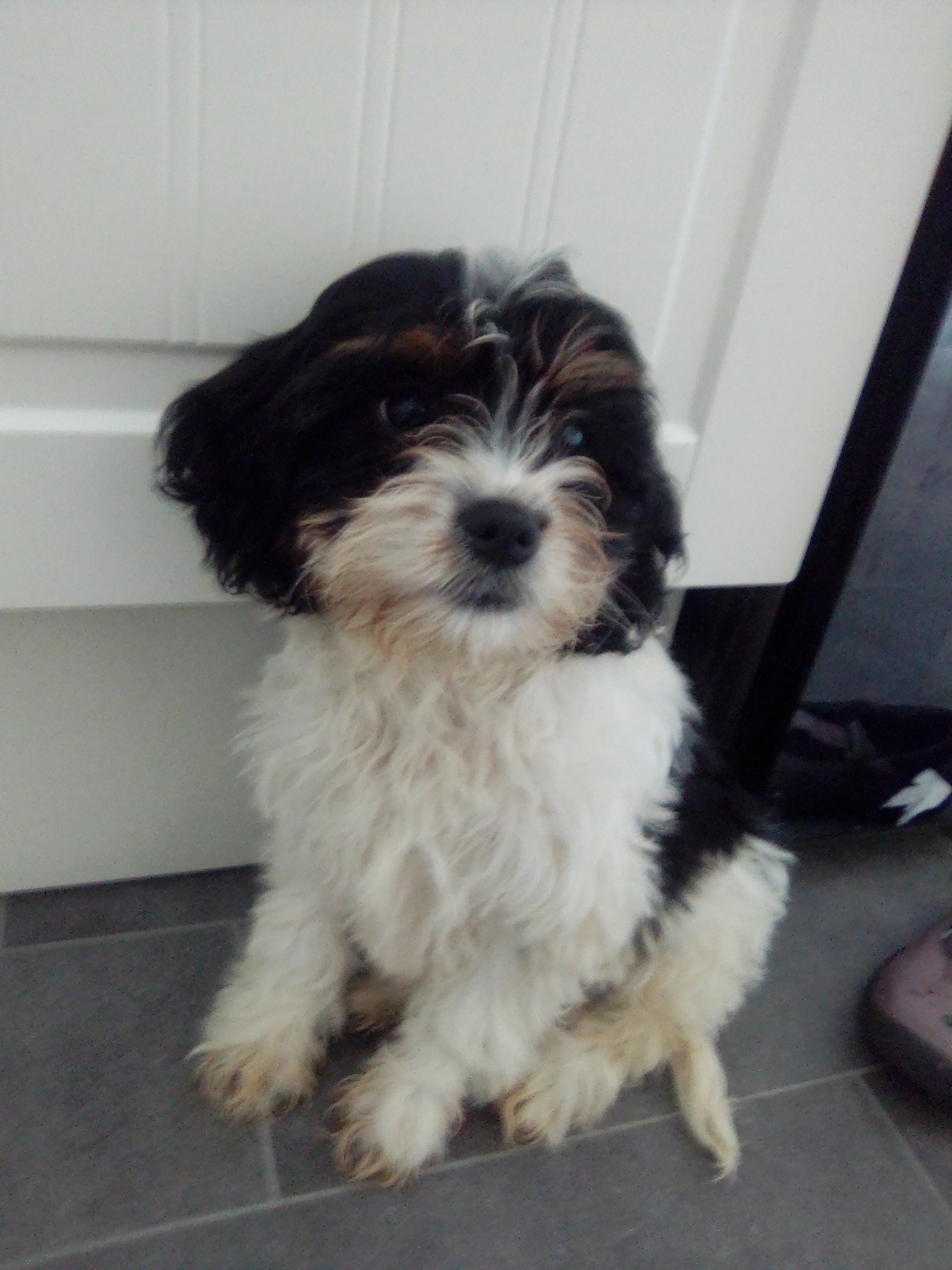 Cavachon Puppy in Wexford - IKC Registered