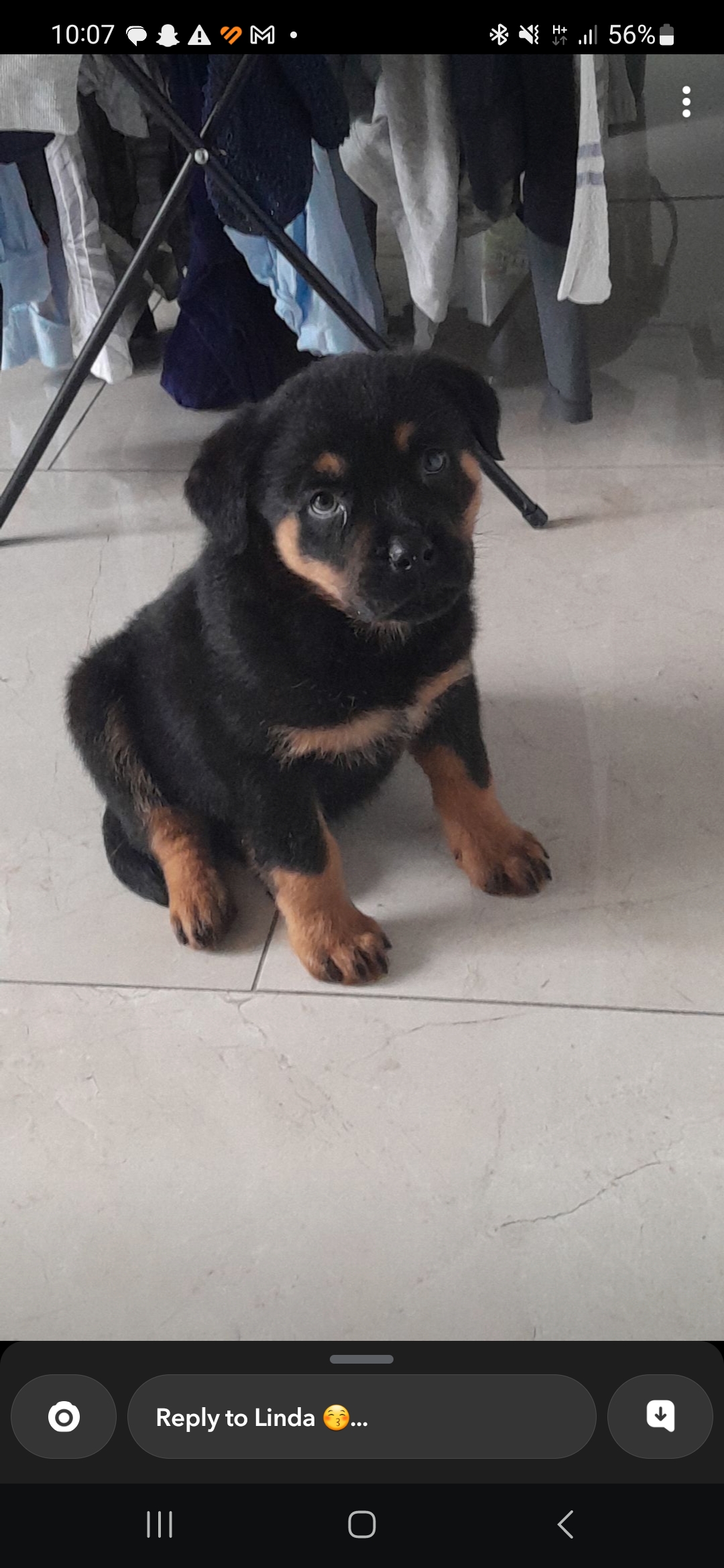 Rottweiler Puppies for Sale in Carlow
