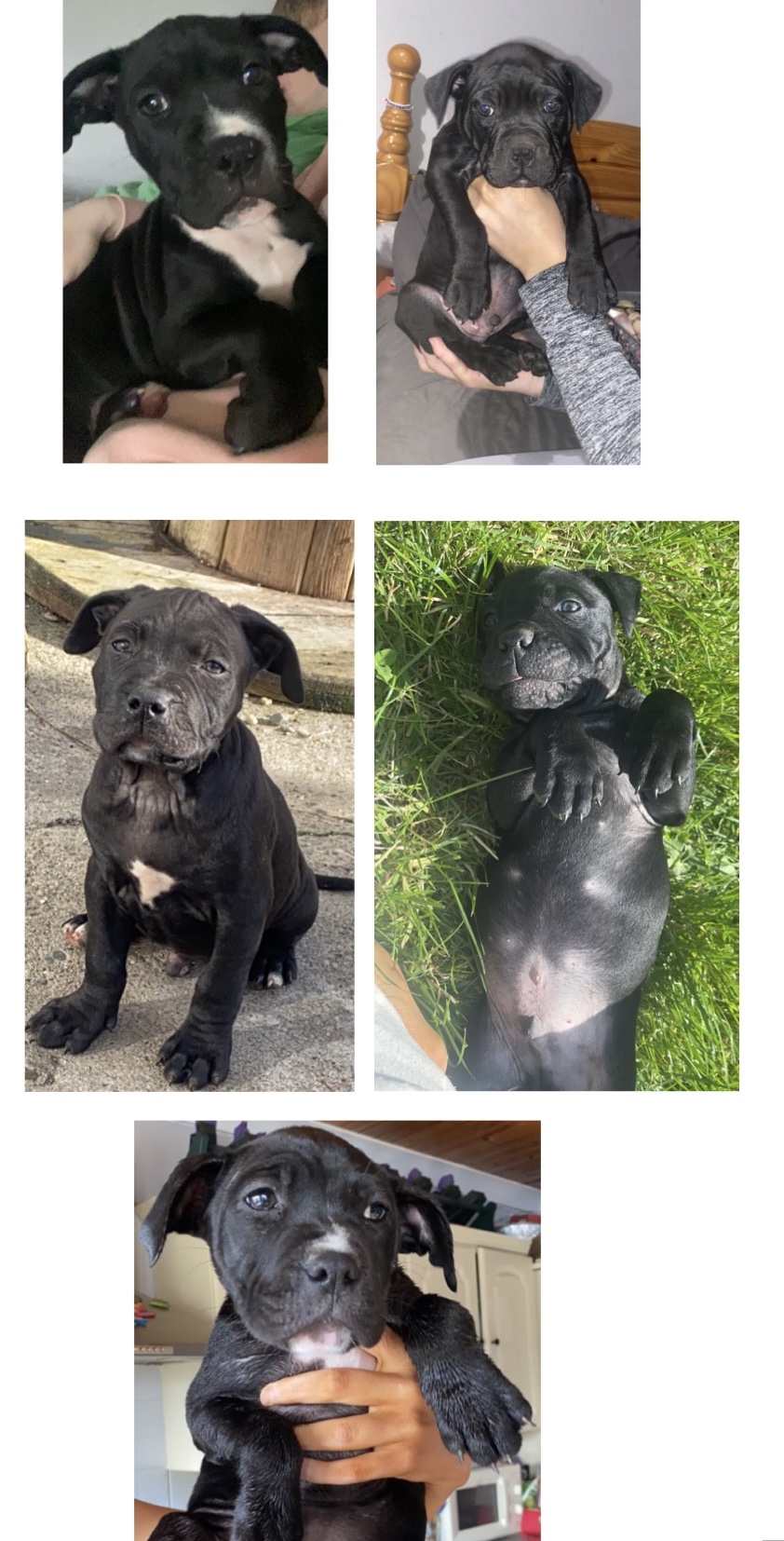 Staffordshire Pit Bull Terriers in Wexford