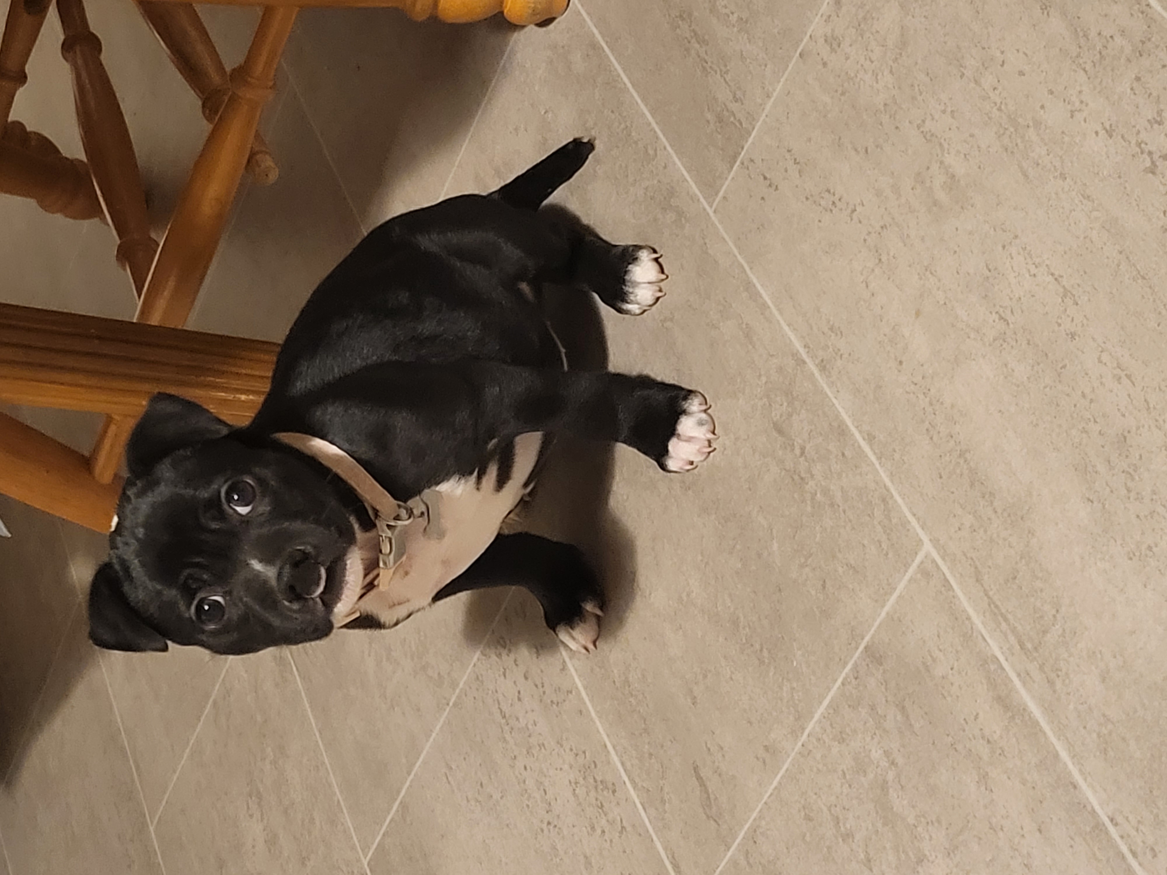 Staffy pup