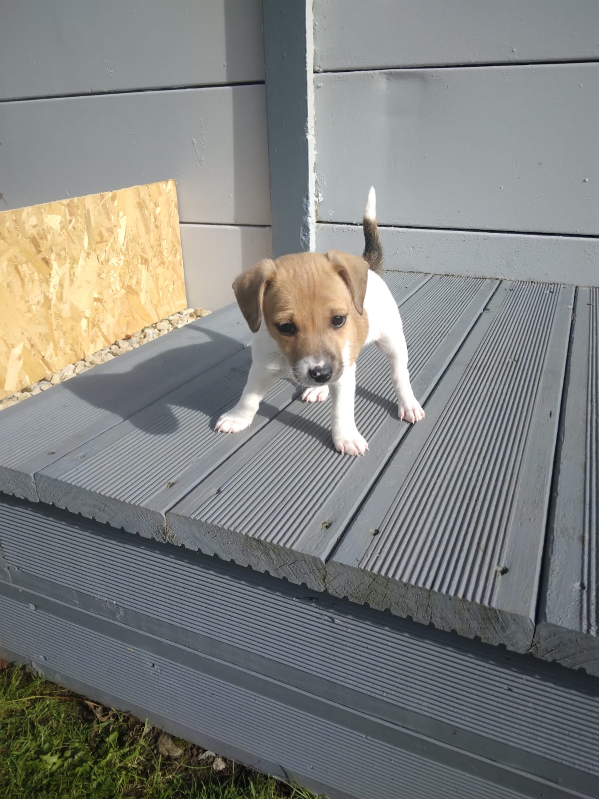 Jack Russell Puppies for Sale in Mountrath