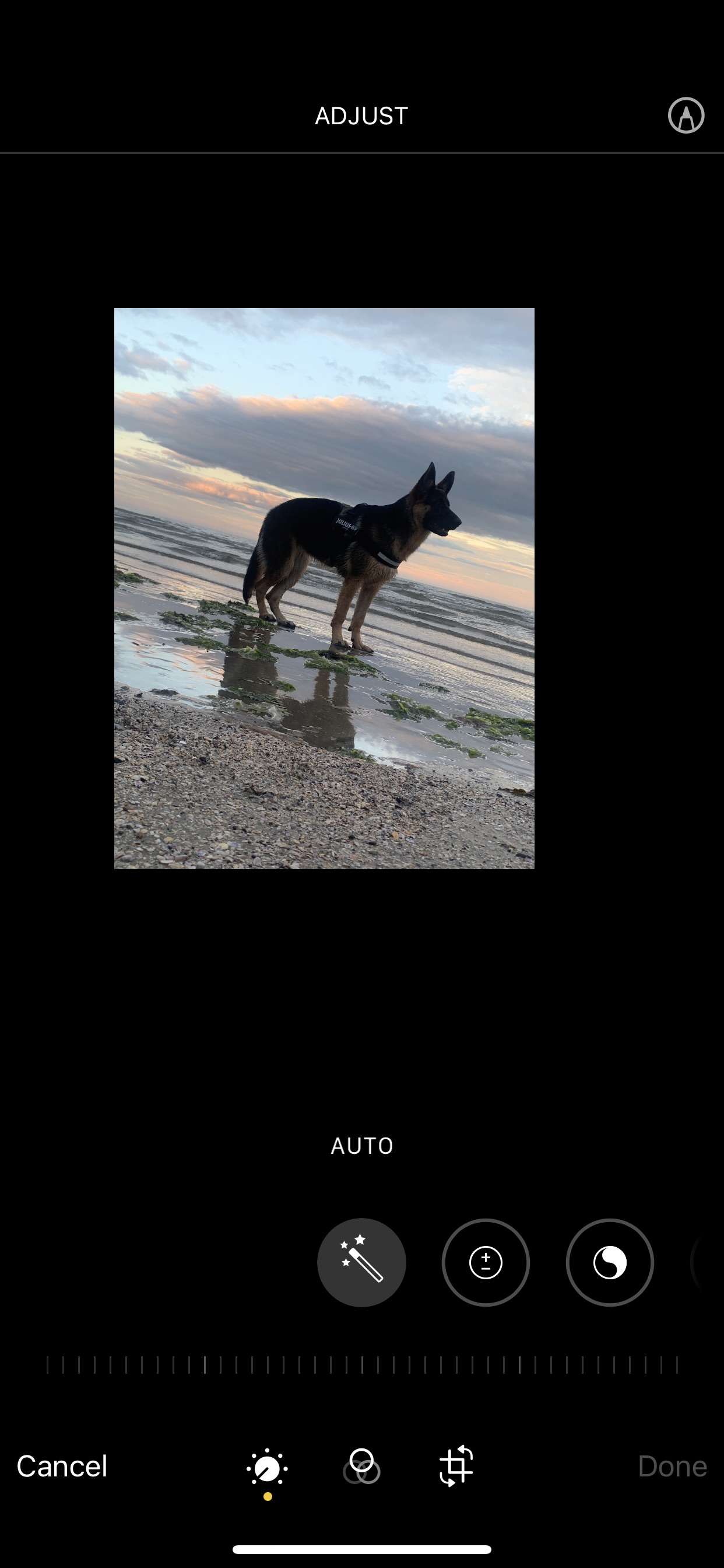 German Shepherd for Sale in Swords - Loving Companion