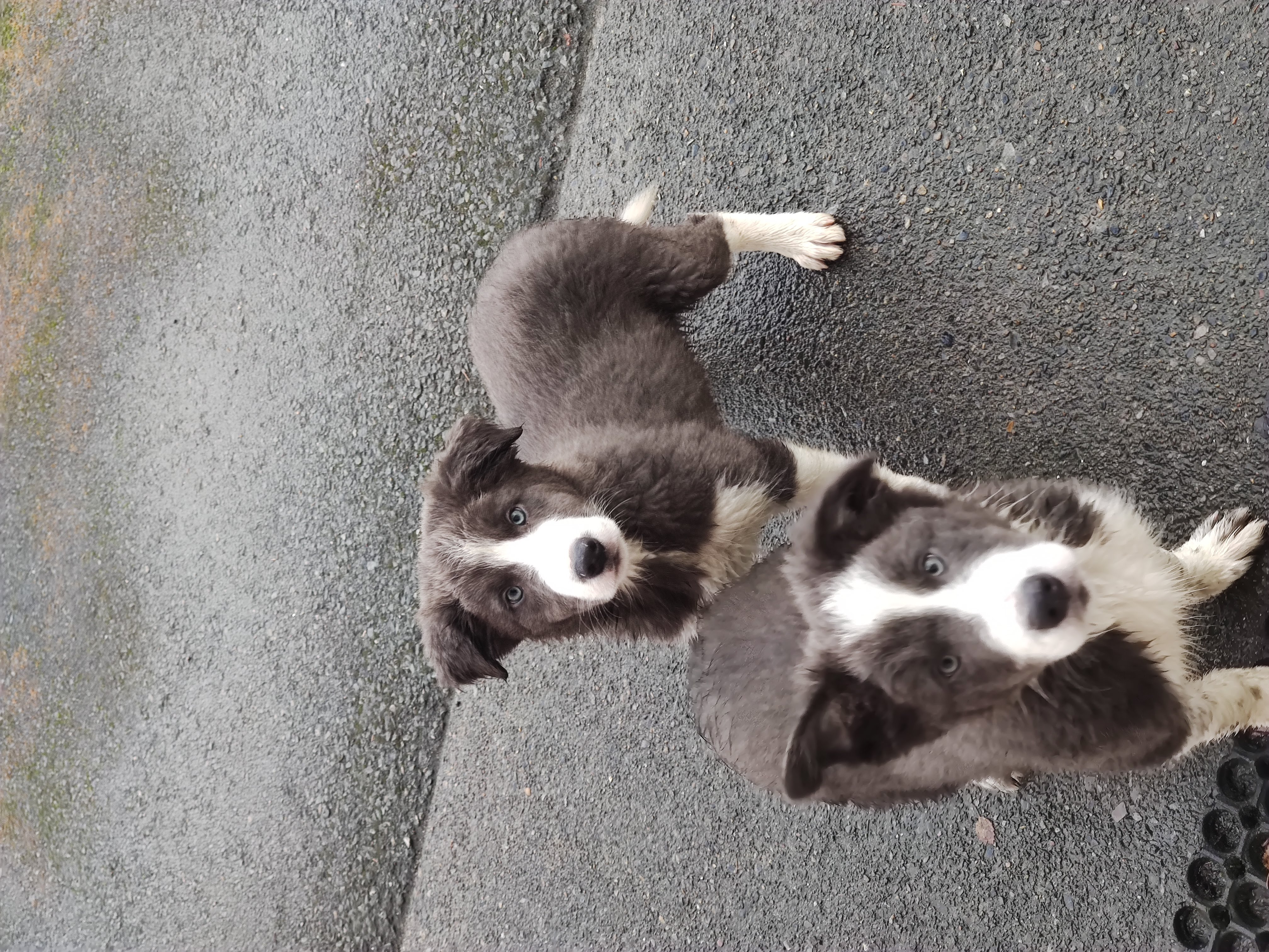 Collie Pups for Sale in Blessington - Friendly