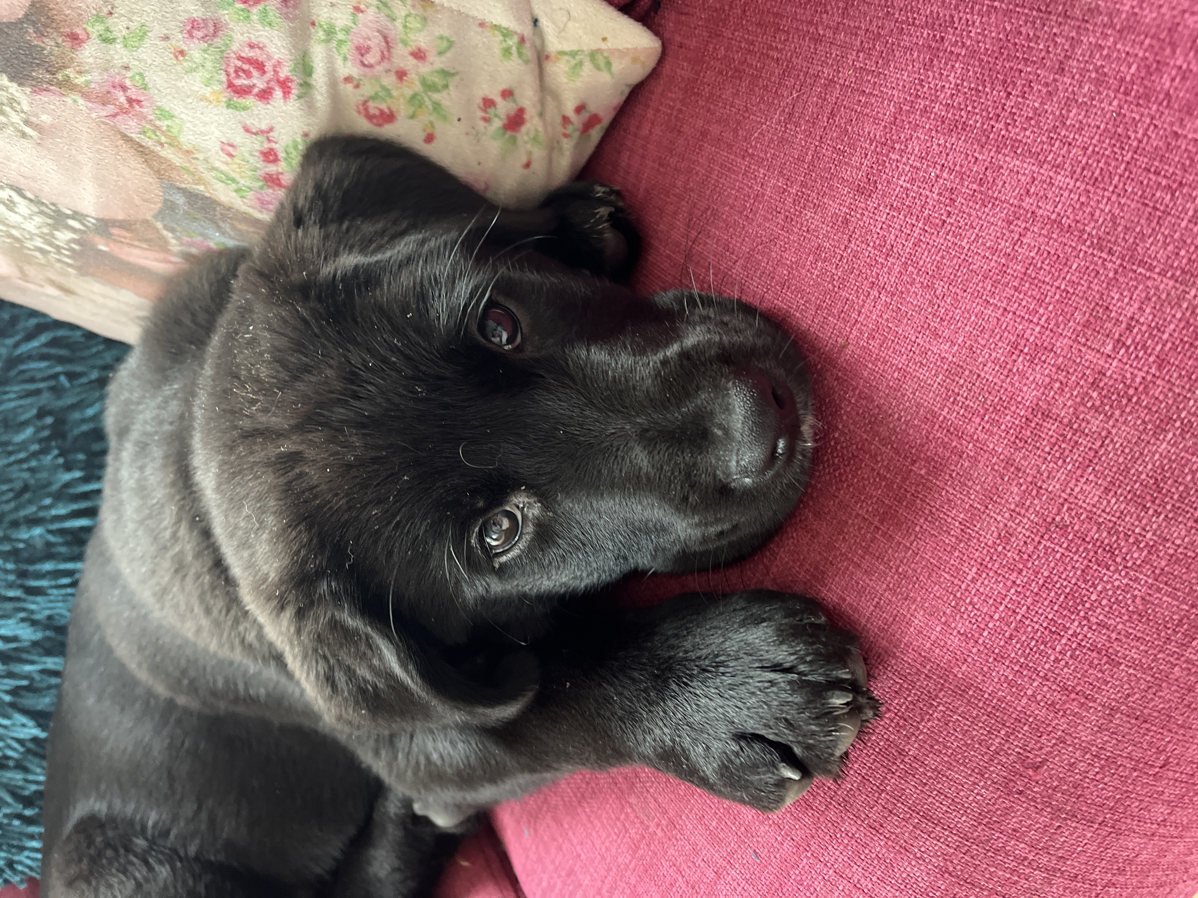 Labrakita Puppies for Sale in Castlecomer