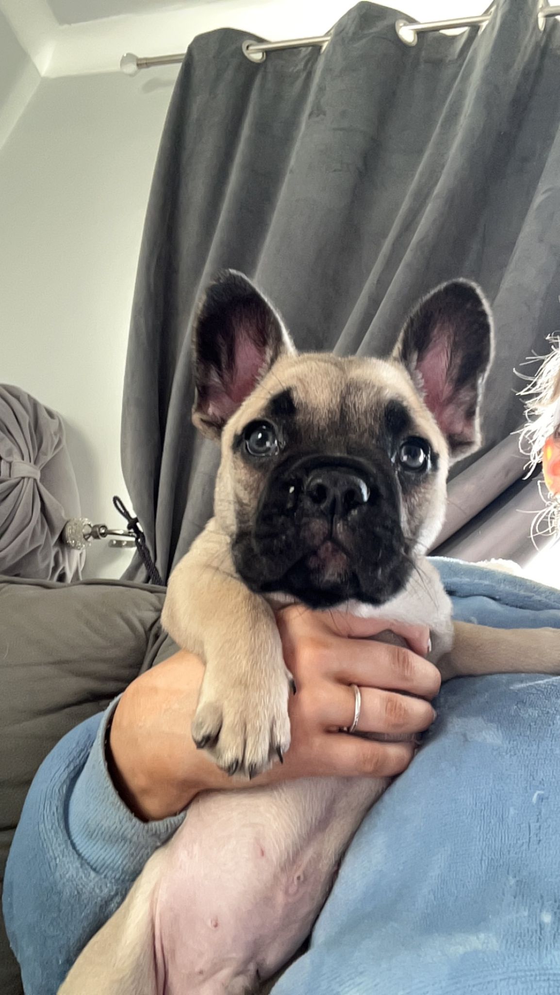 Fawn French Bulldog Pups for Sale in Carlow