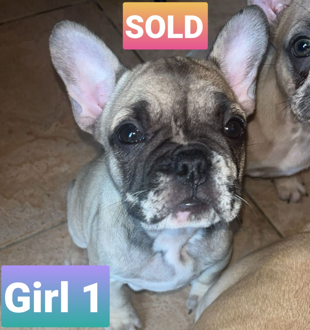 French Bulldog Puppies for Sale in Graiguecullen