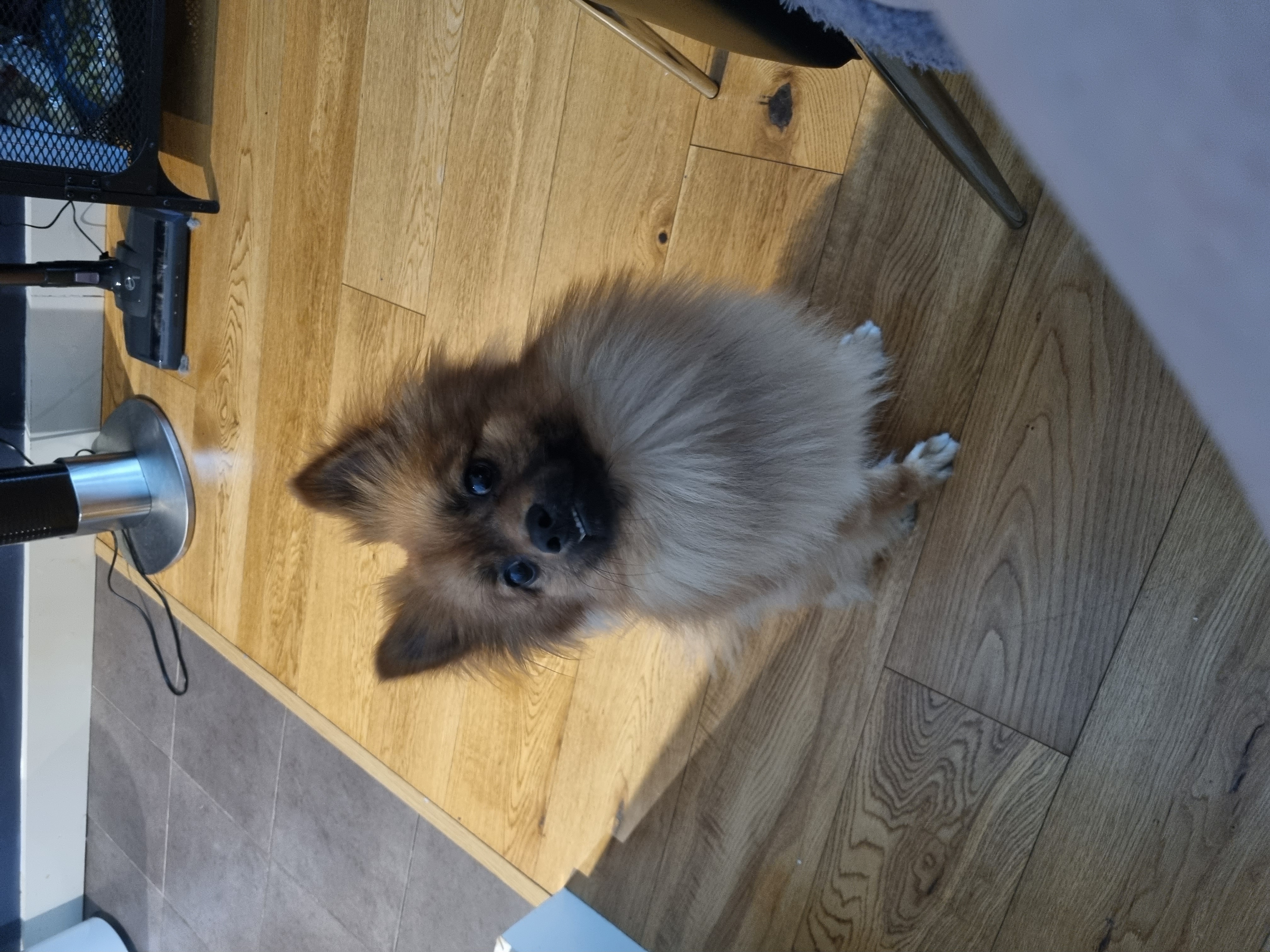 Fox Face Pomeranian in Athlone - Price Flexible