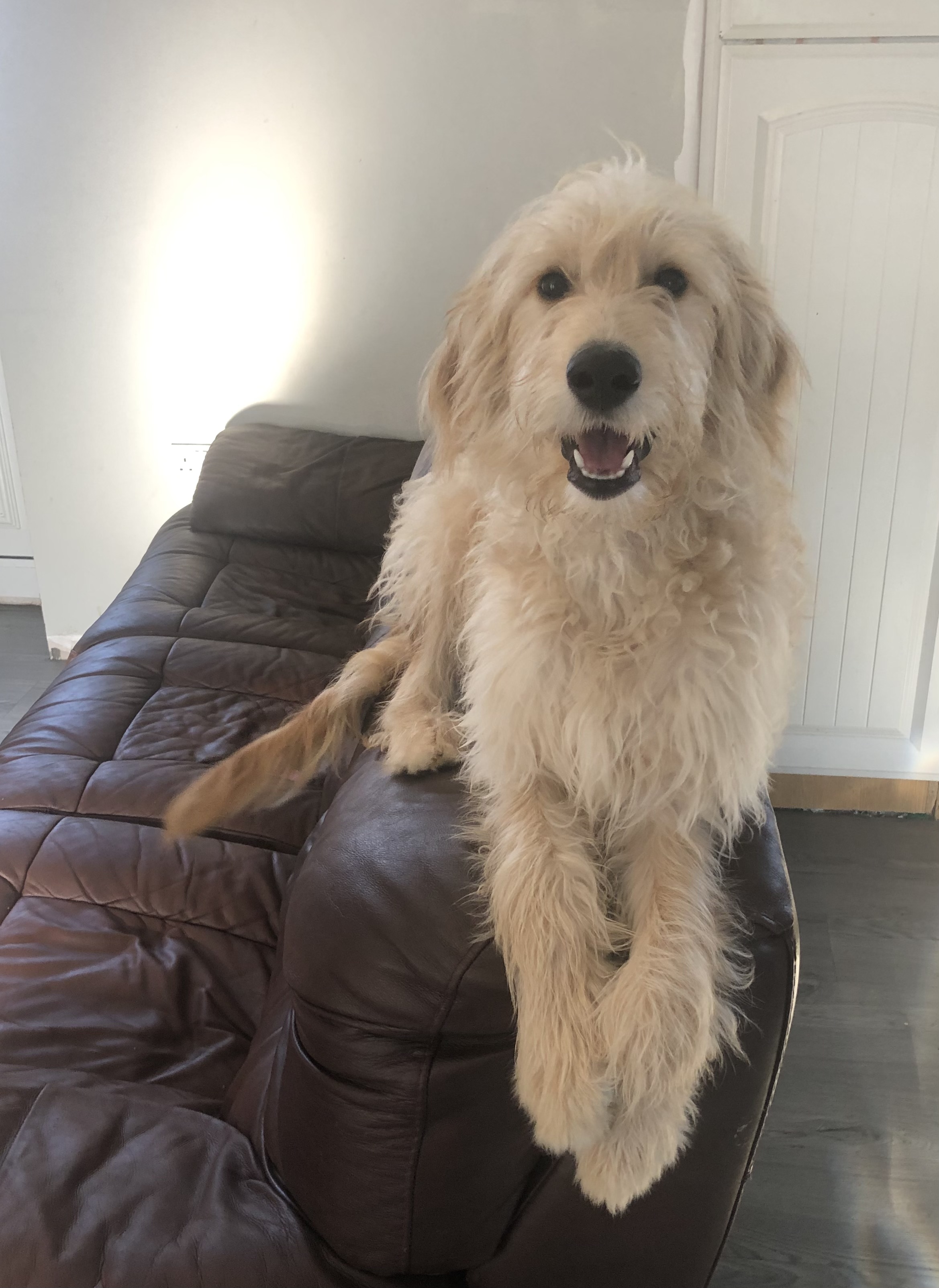 7 month old goldendoodle