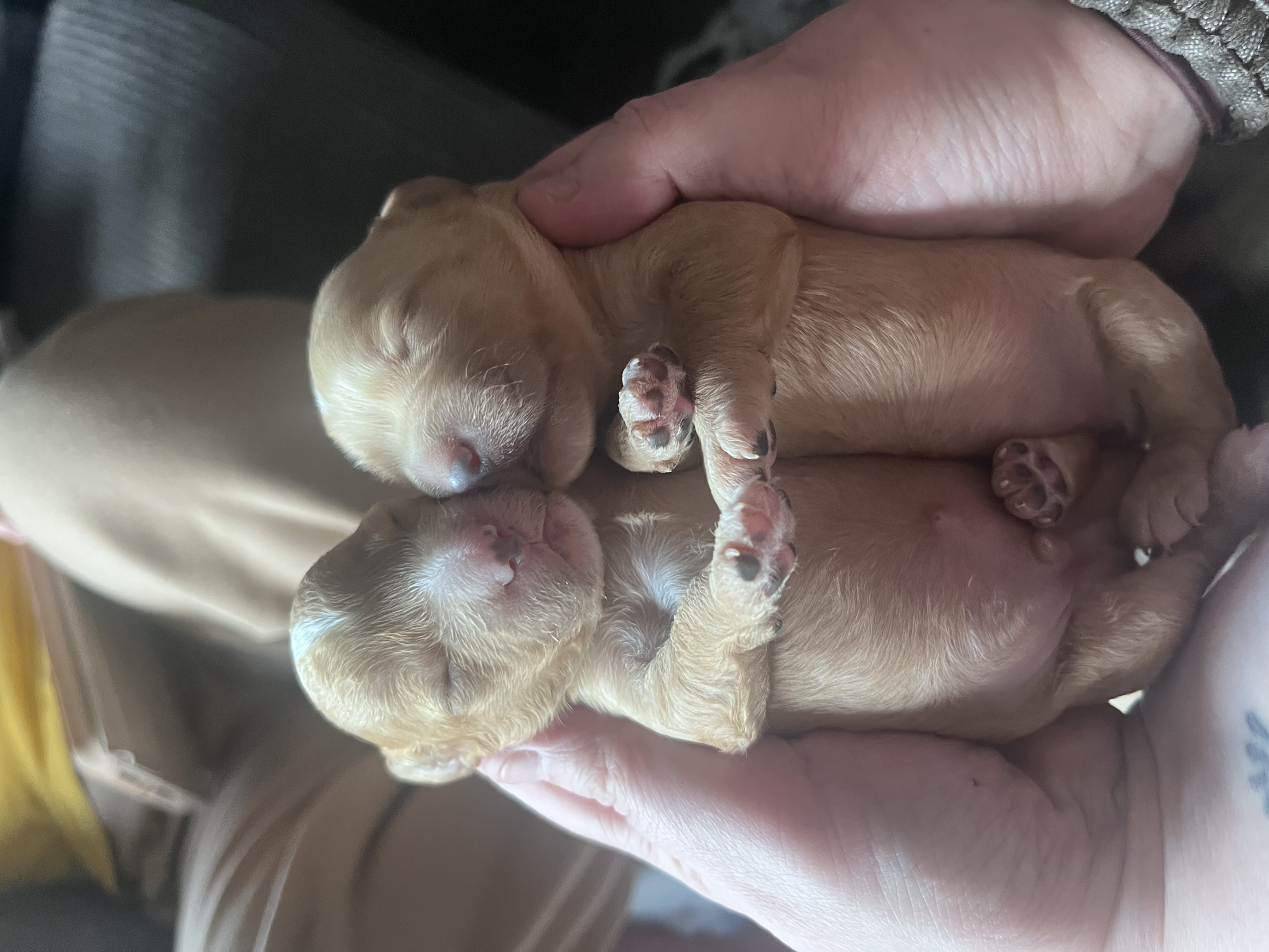 F1 Cockapoo pups for sale