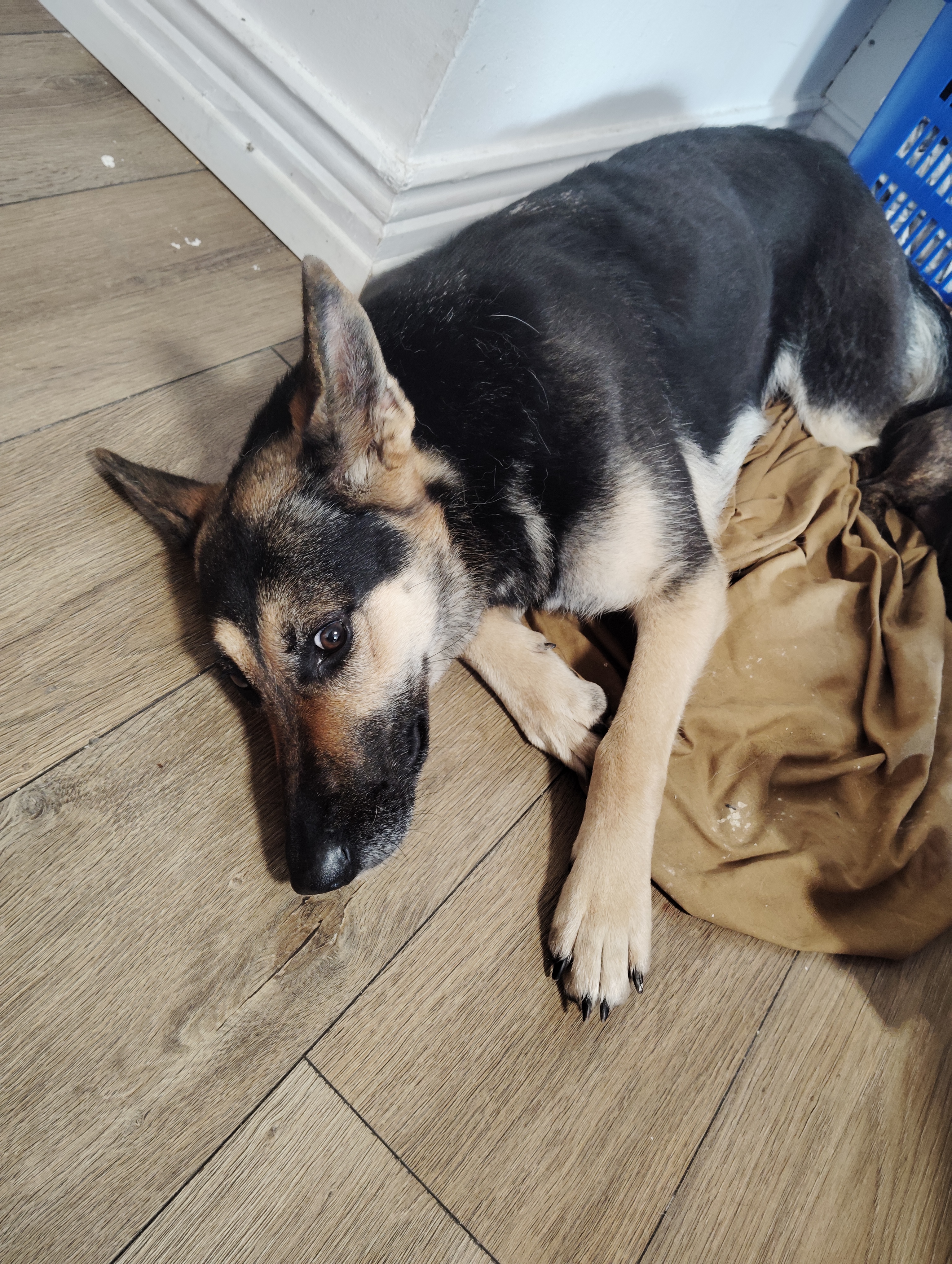 Female German Shepherd