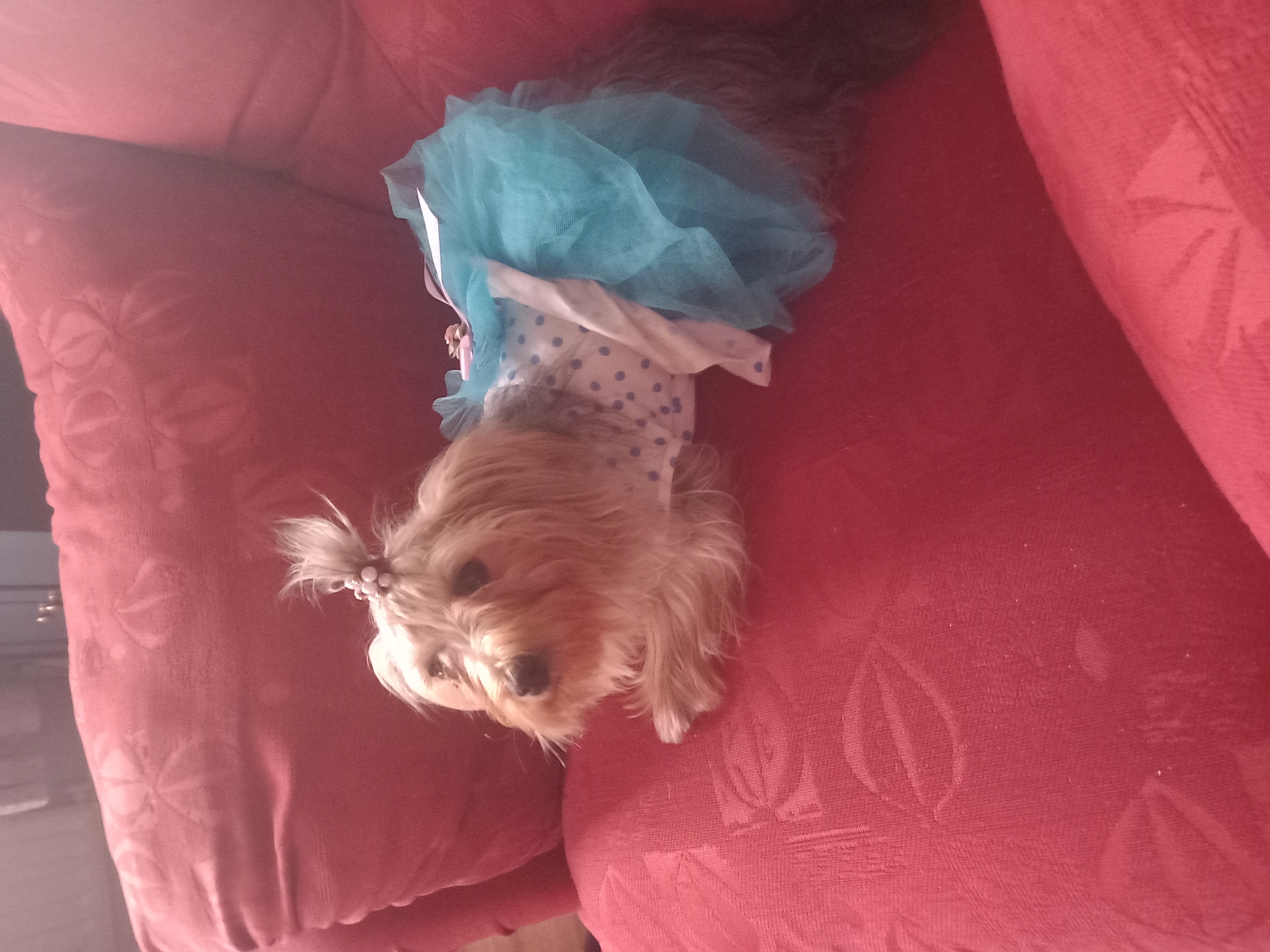 Yorkshire Terrier in Galway - Sweet & Friendly