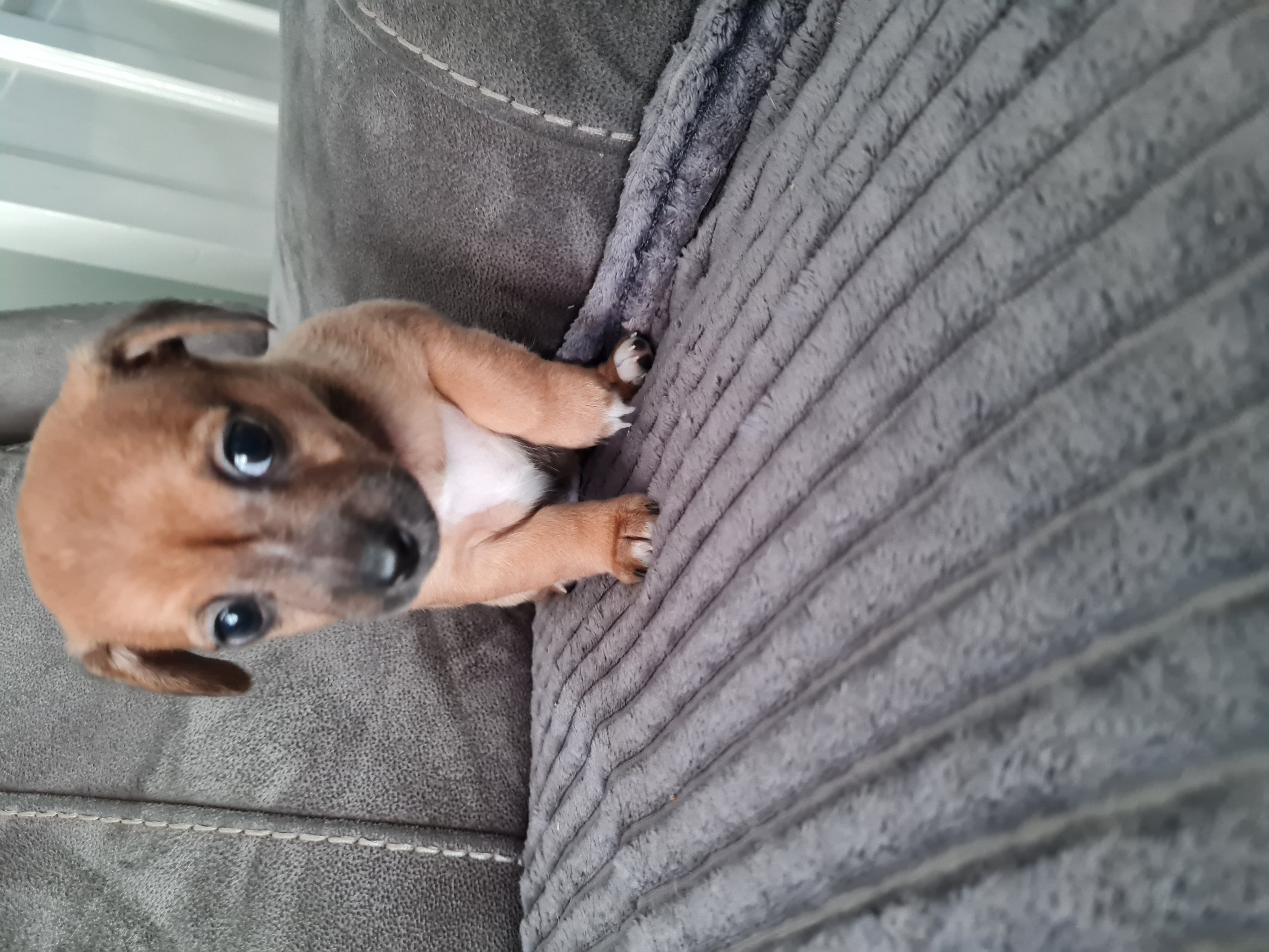 Tiny jack russel/chihuahua pups