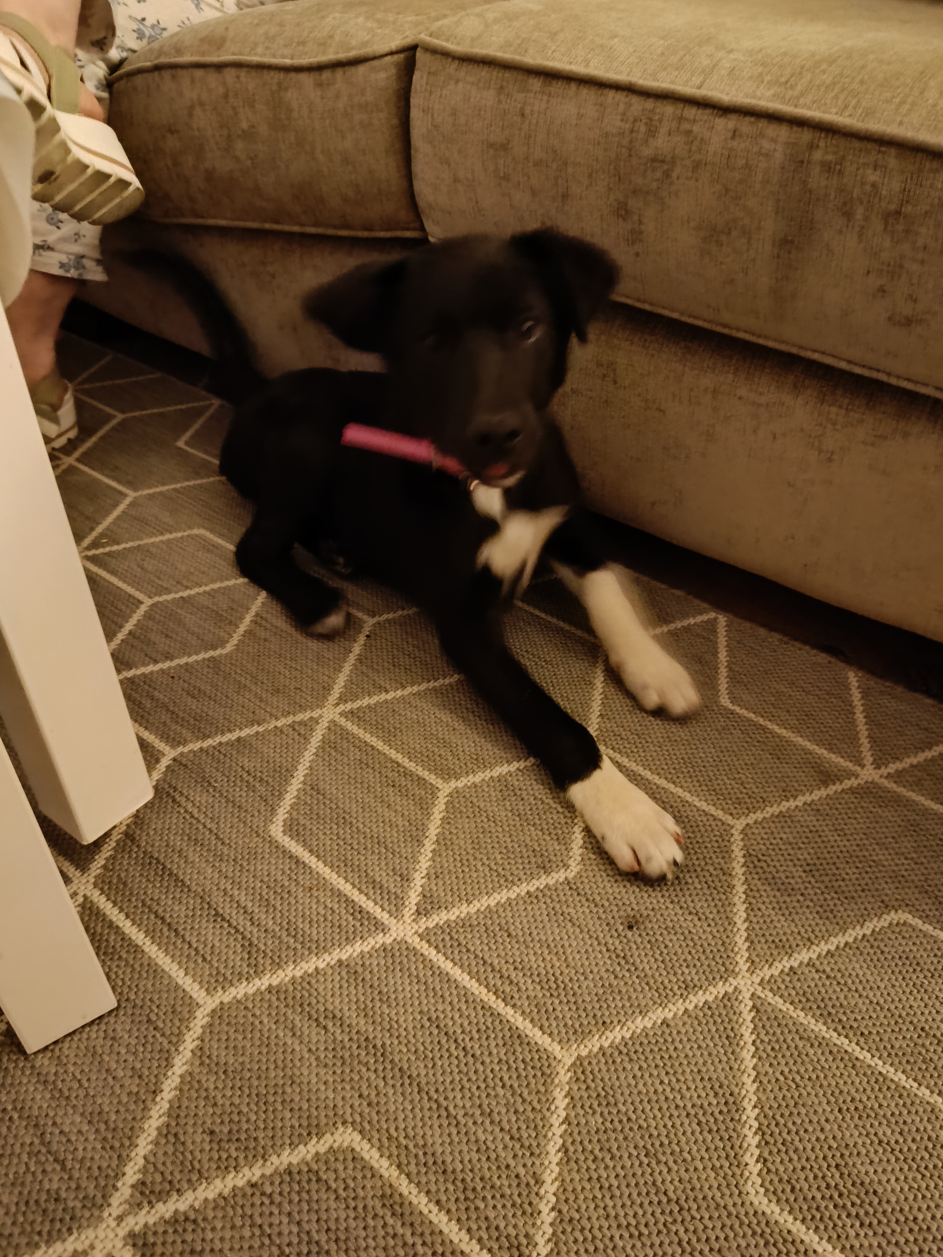 Puppies for loving home