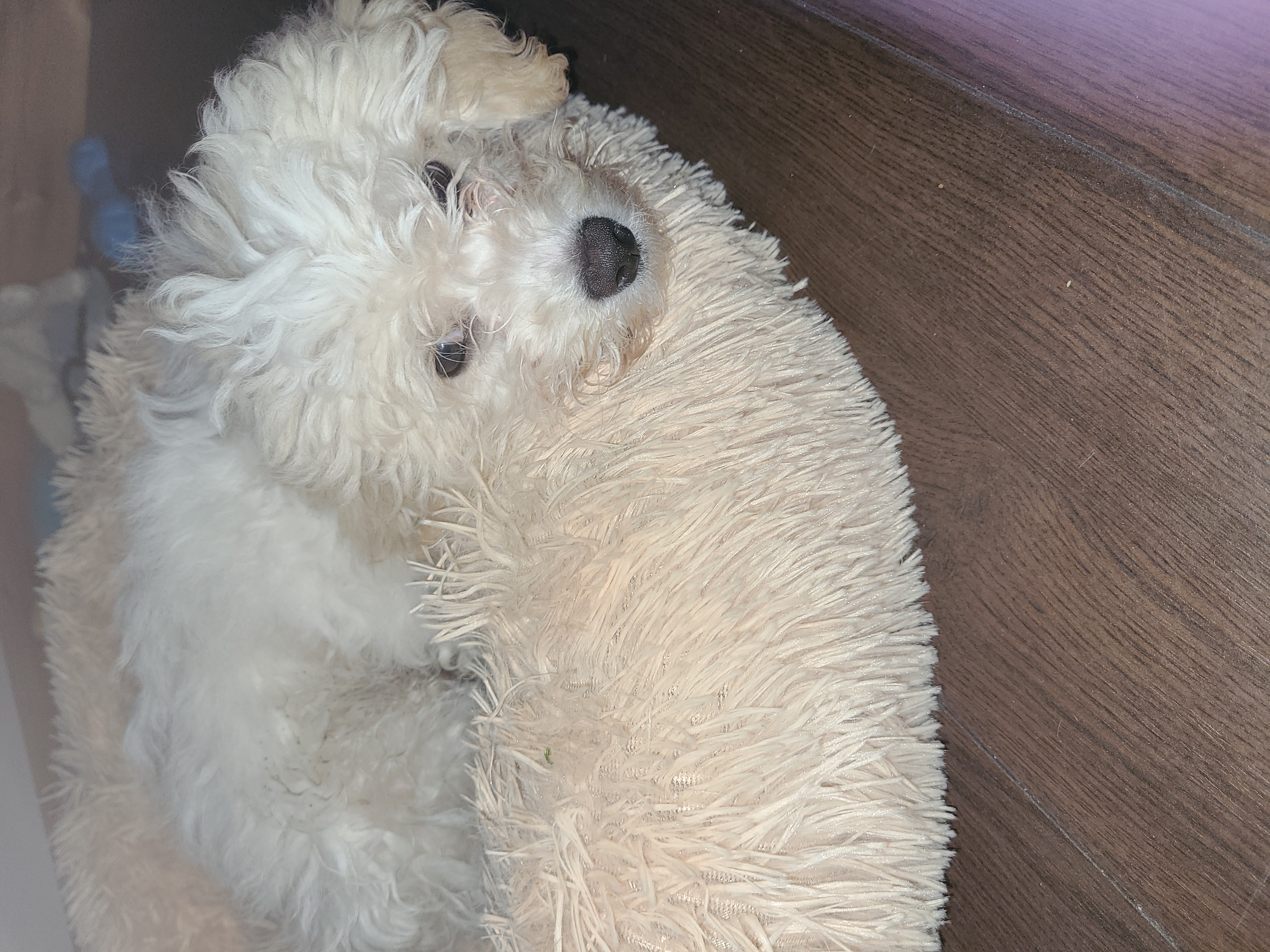 Cavachon Puppy for Sale in Ballinasloe