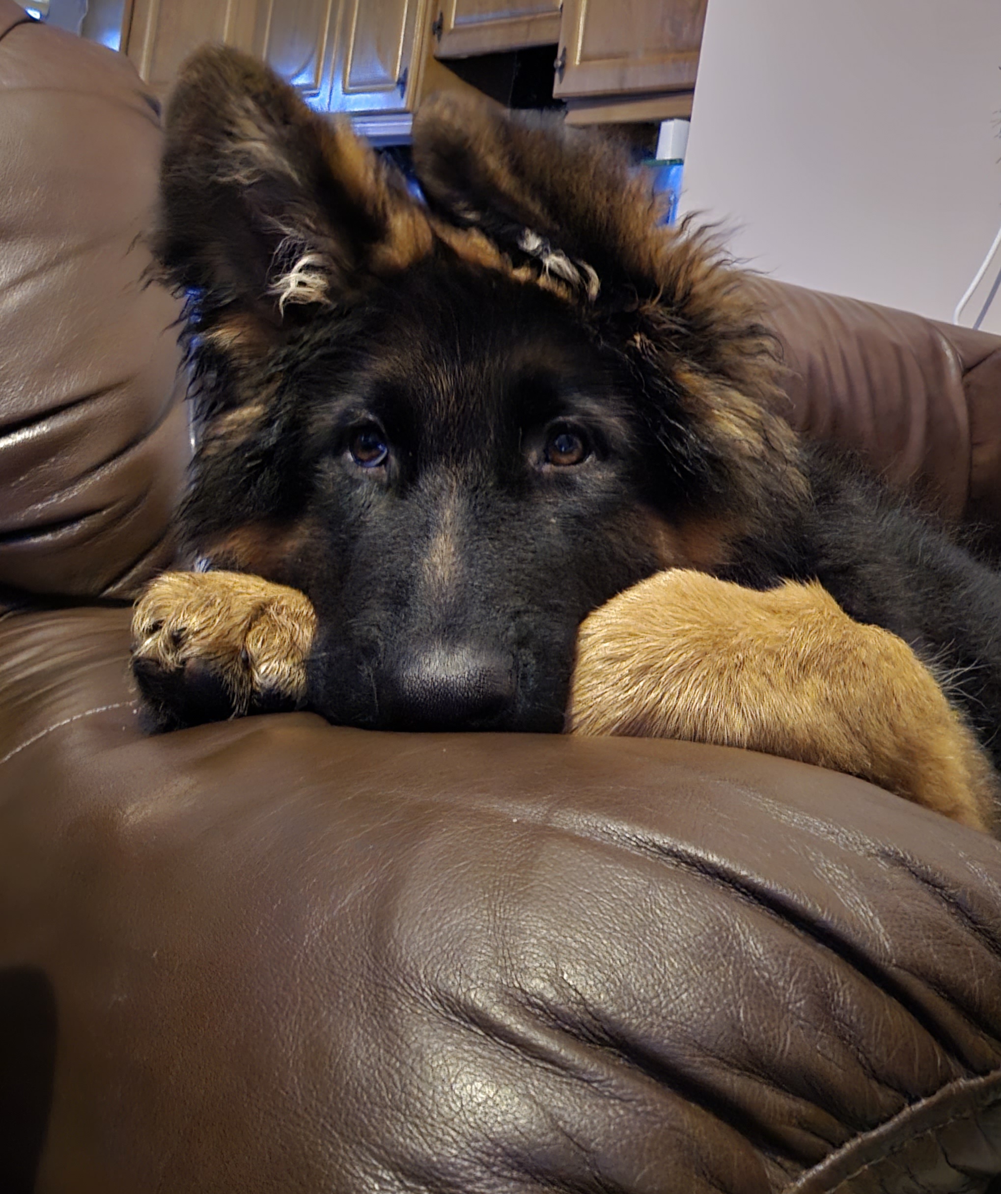 German Shepherd for Sale in Co Cork - IKC Registered