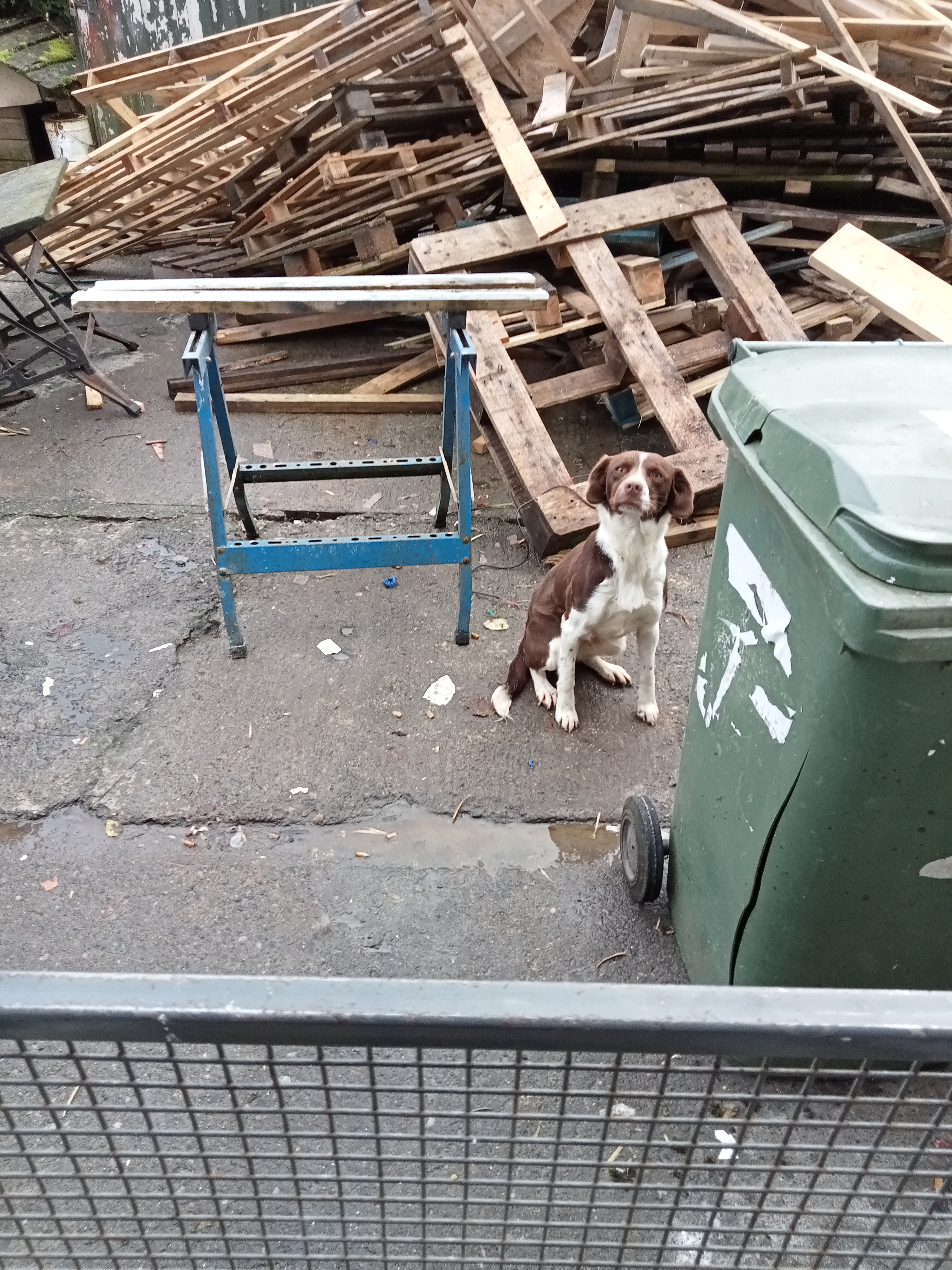 Springer spaniel cross