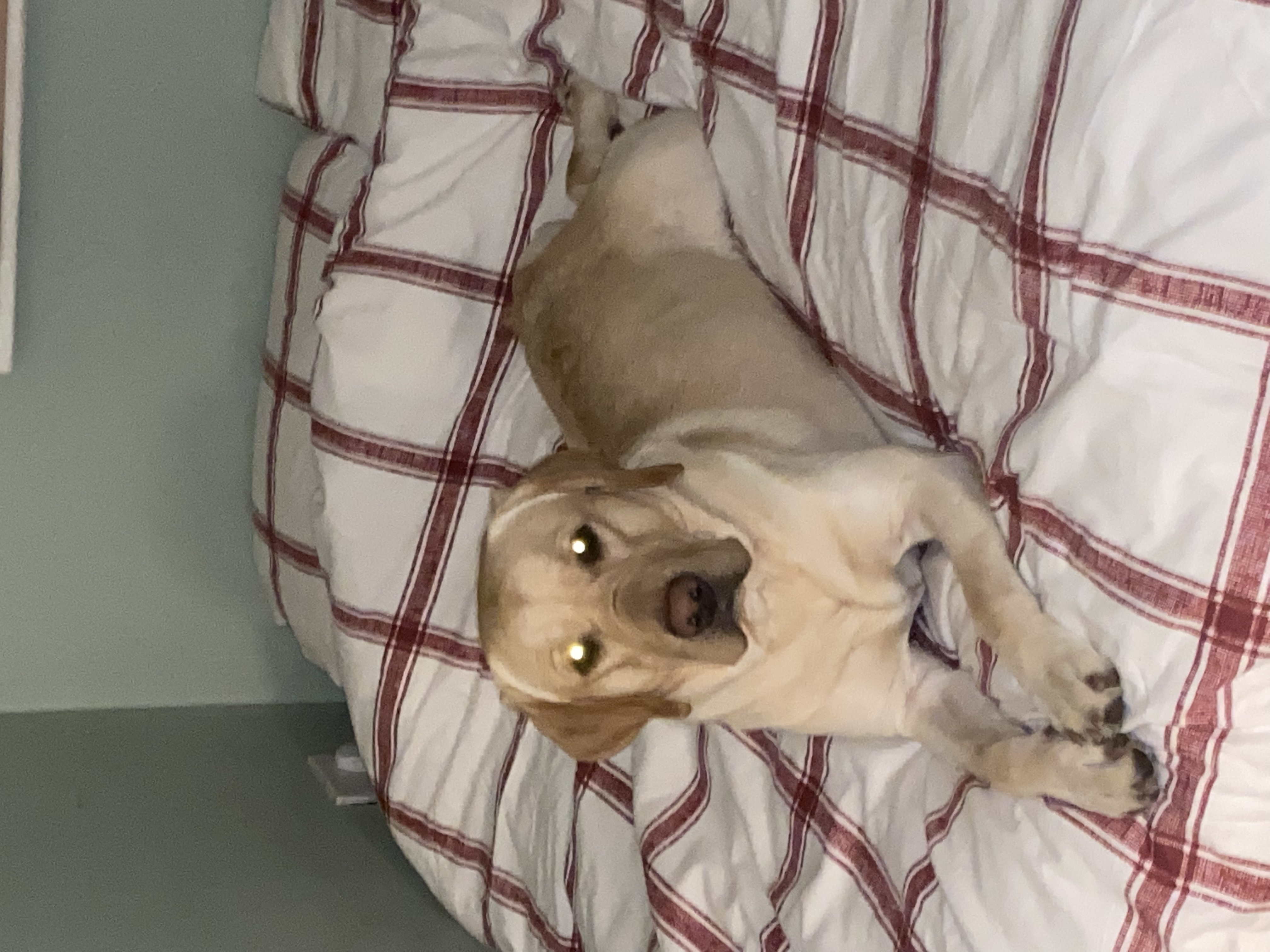 Golden Retriever for Sale in Dublin - IKC Registered