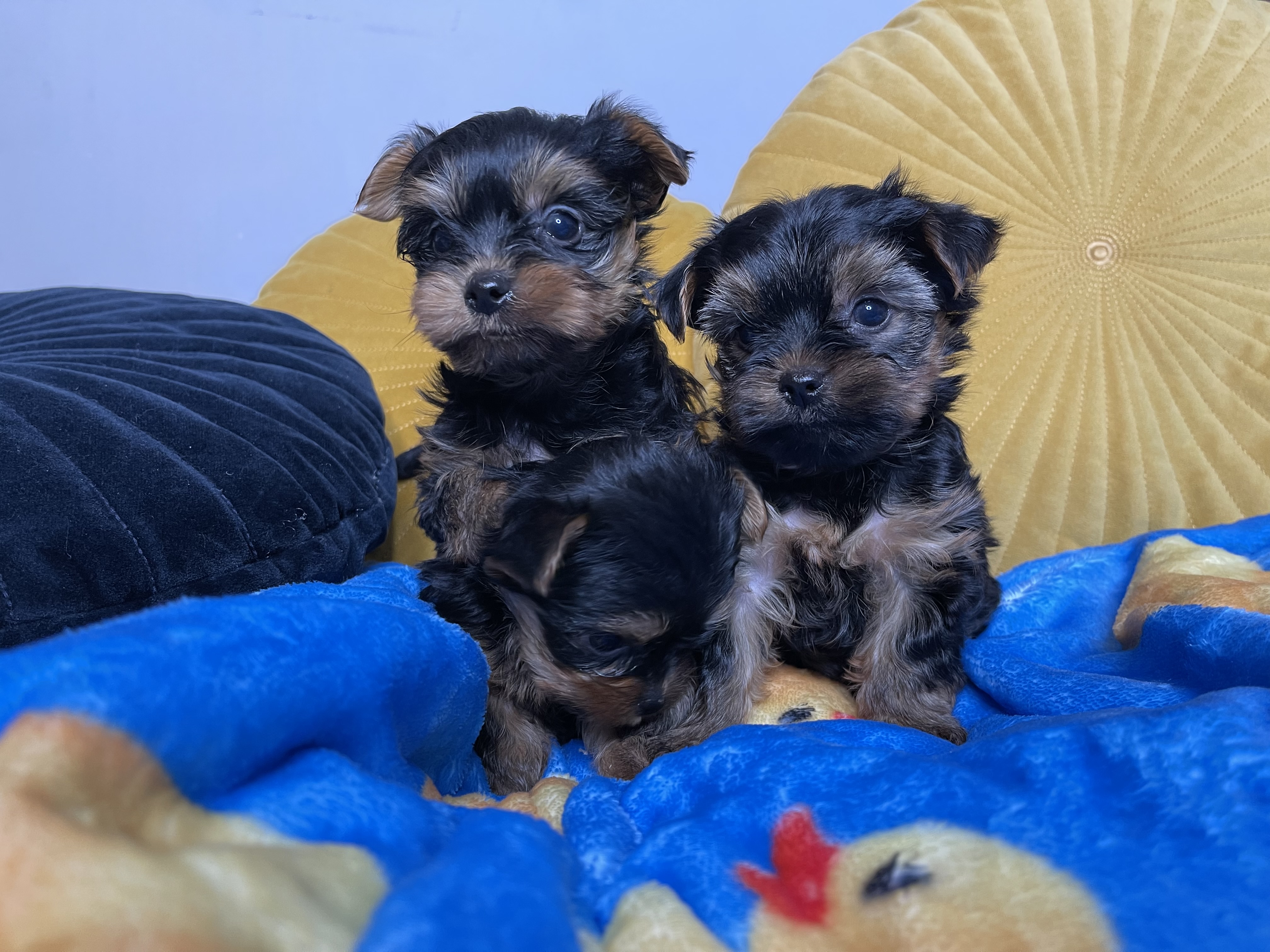 Yorkshire Terriers for Sale in Navan