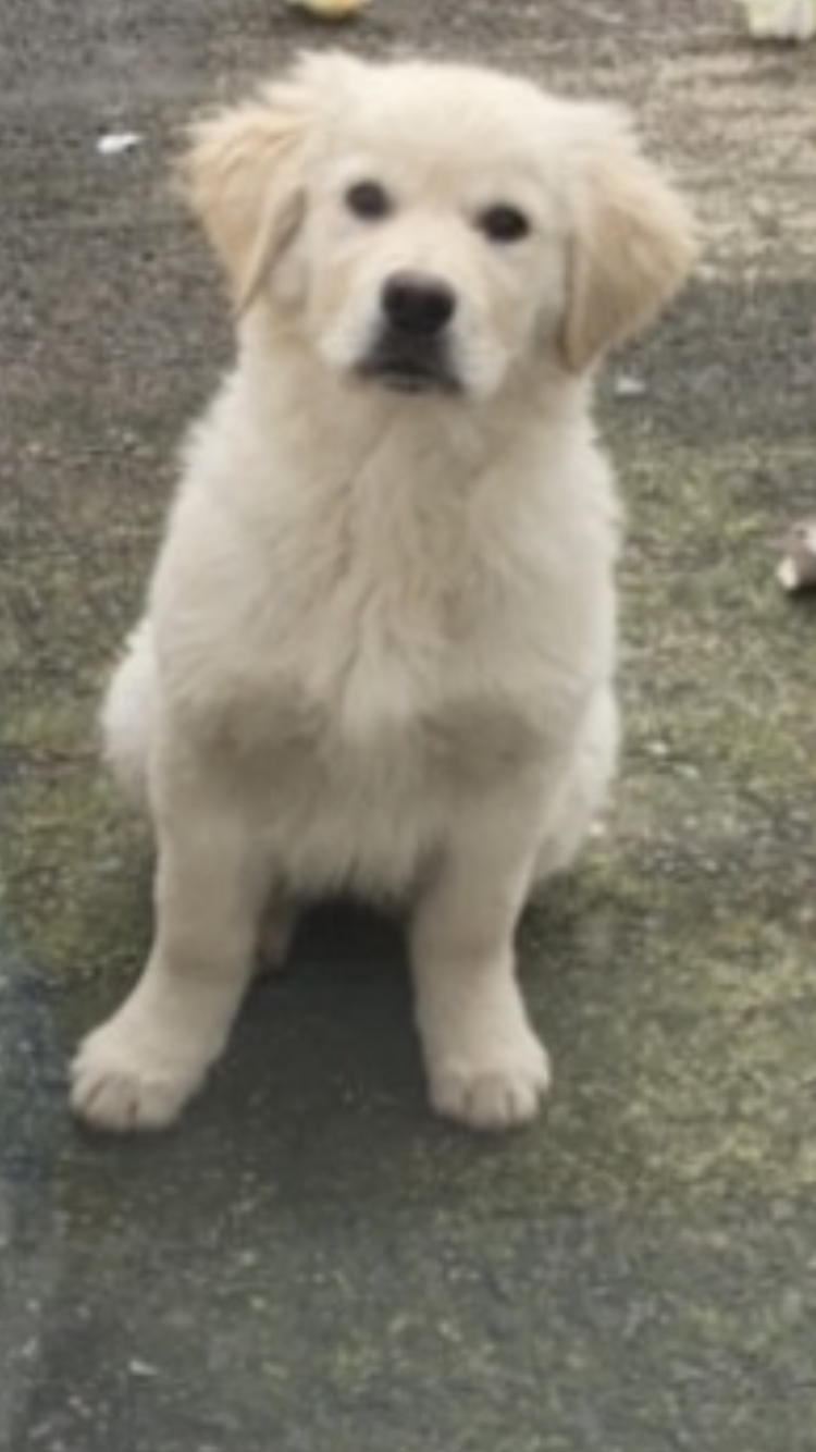 Golden Retriever in Castleblayney - Friendly Pup
