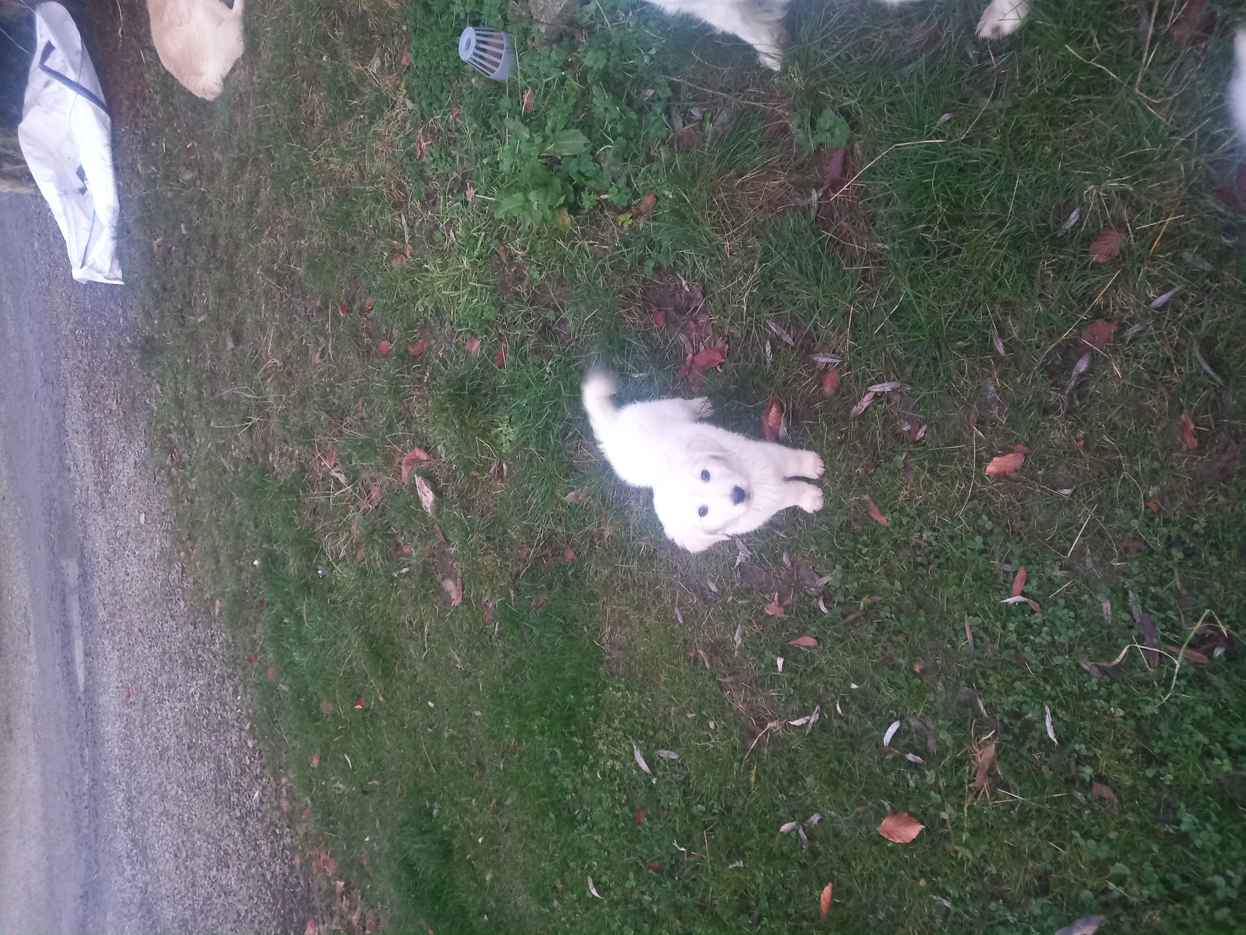 Golden Retriever Puppies in Tralee - IKC Registered