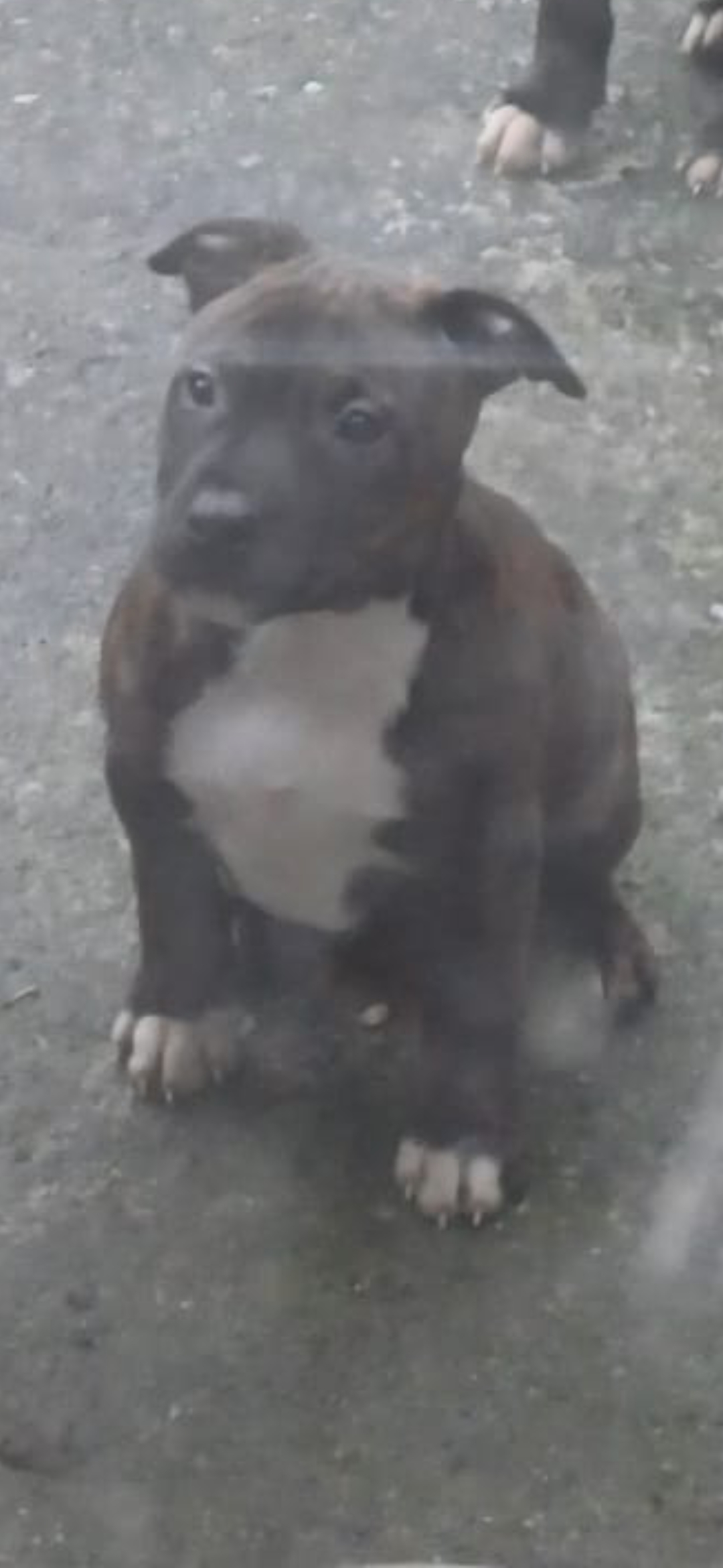 Pit Bull Terrier Pups for Sale in Waterford