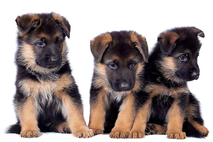 German Shepherds for Sale in Athenry - IKC Registered