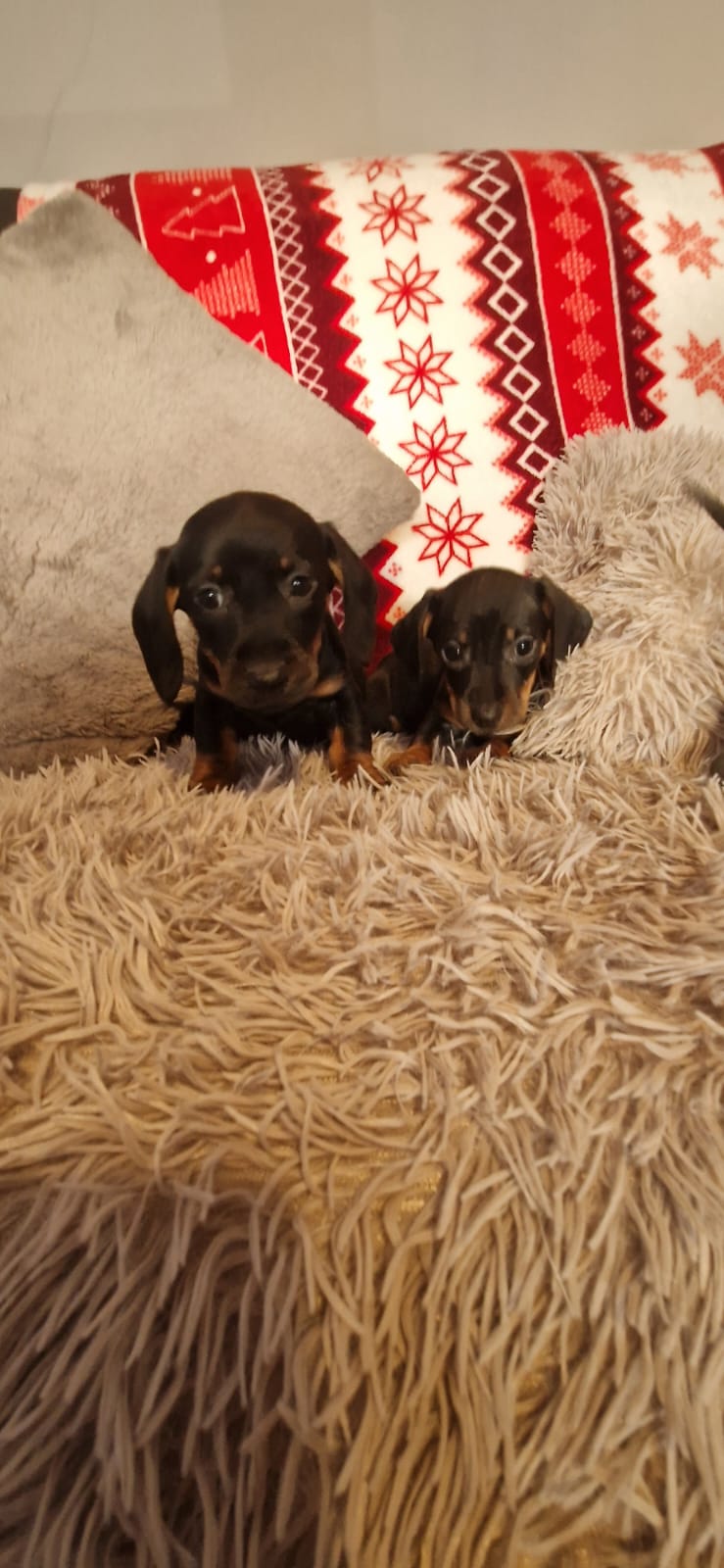 Miniature Dachshund Puppies for Sale in K56y397
