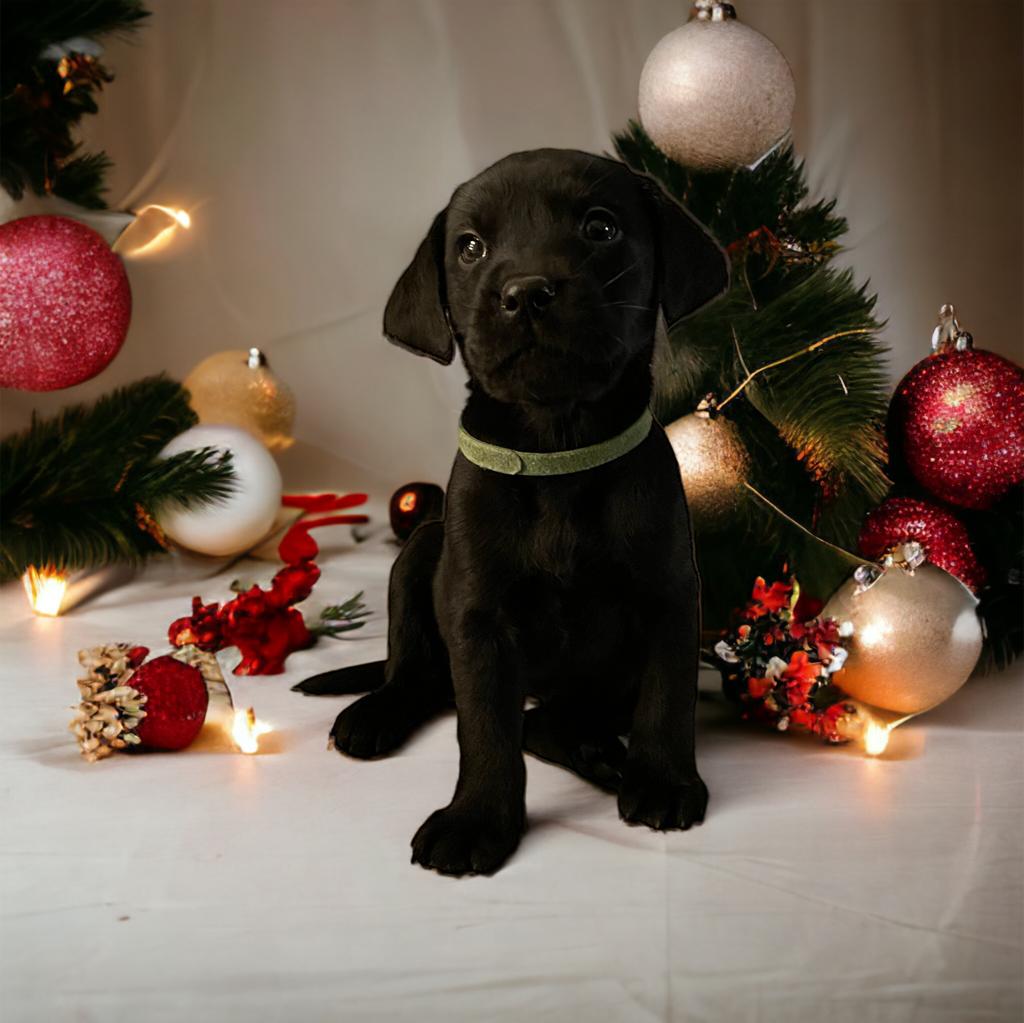 Labrador Puppies for Sale in Edenderry - Pedigree Lines