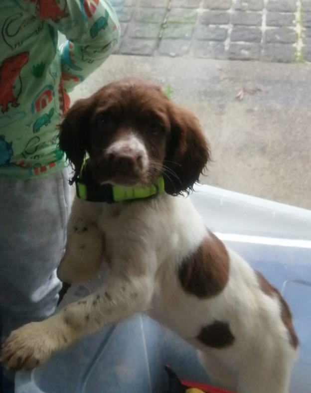 Springer Spaniel in Ballymote - IKC Registered