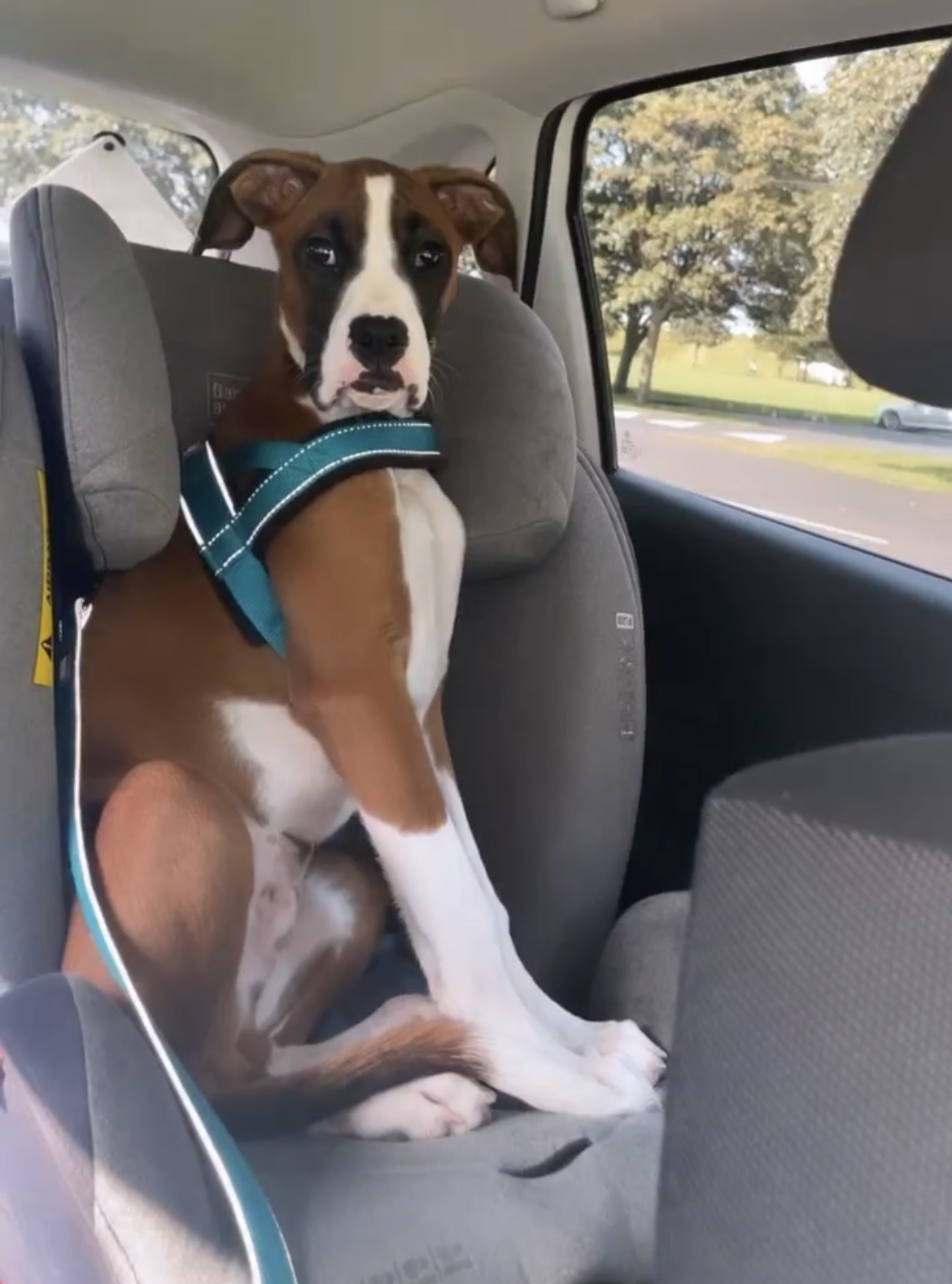 Fawn Boxer for Sale in Dublin - Playful Pup!