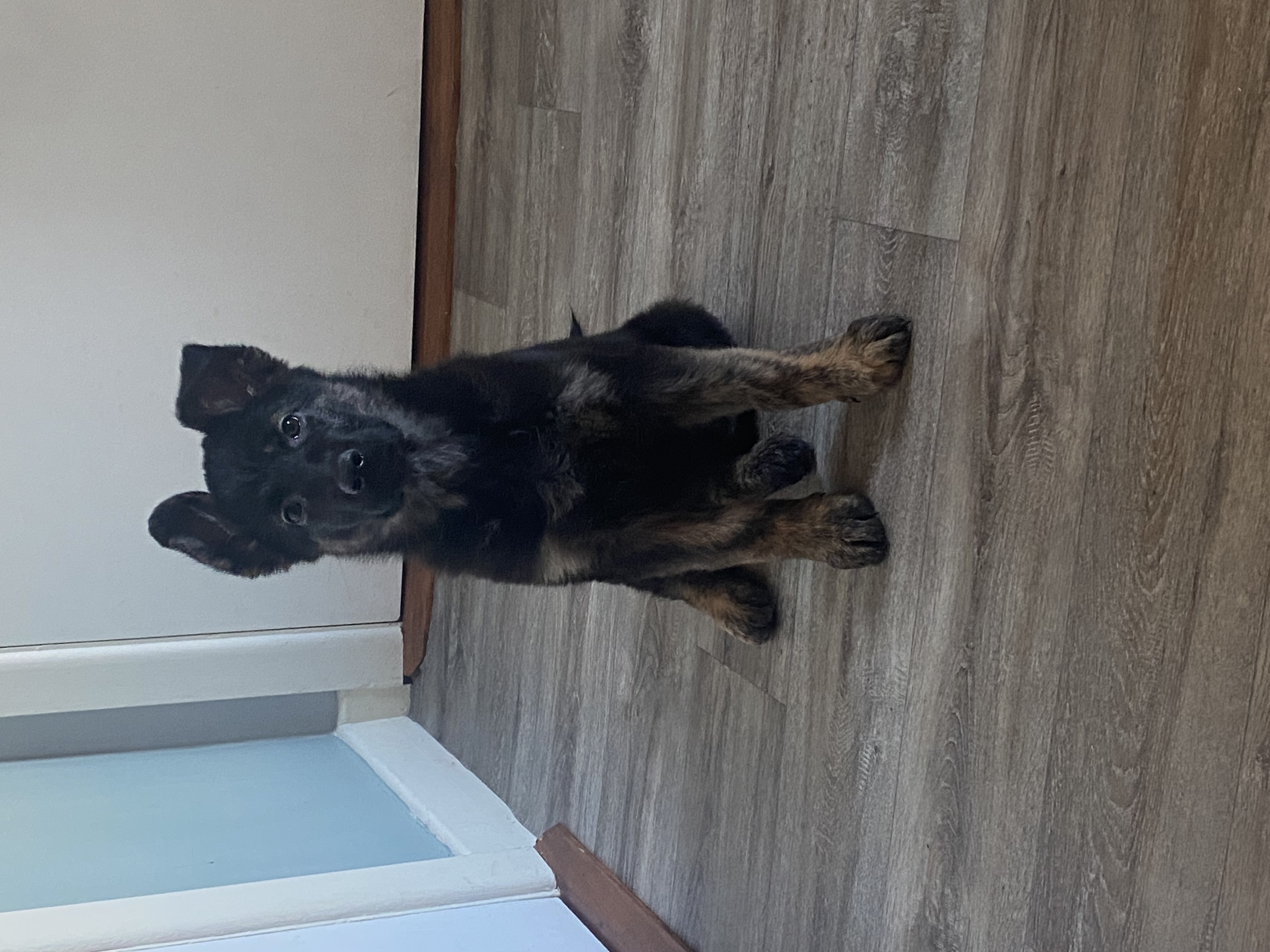 German Shepherd in Mallow - 8 Weeks Old