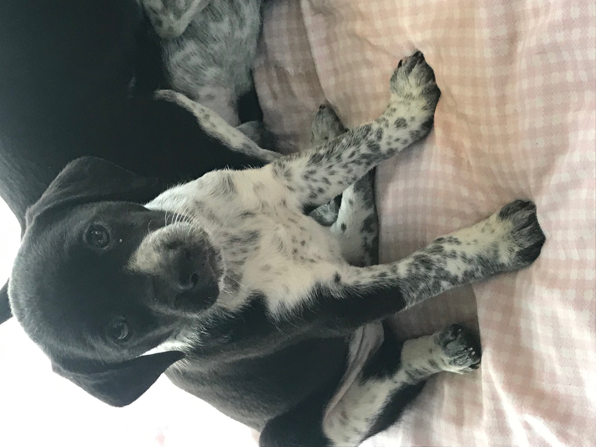 Pointer Collie Cross Puppies in Dunnamaggin