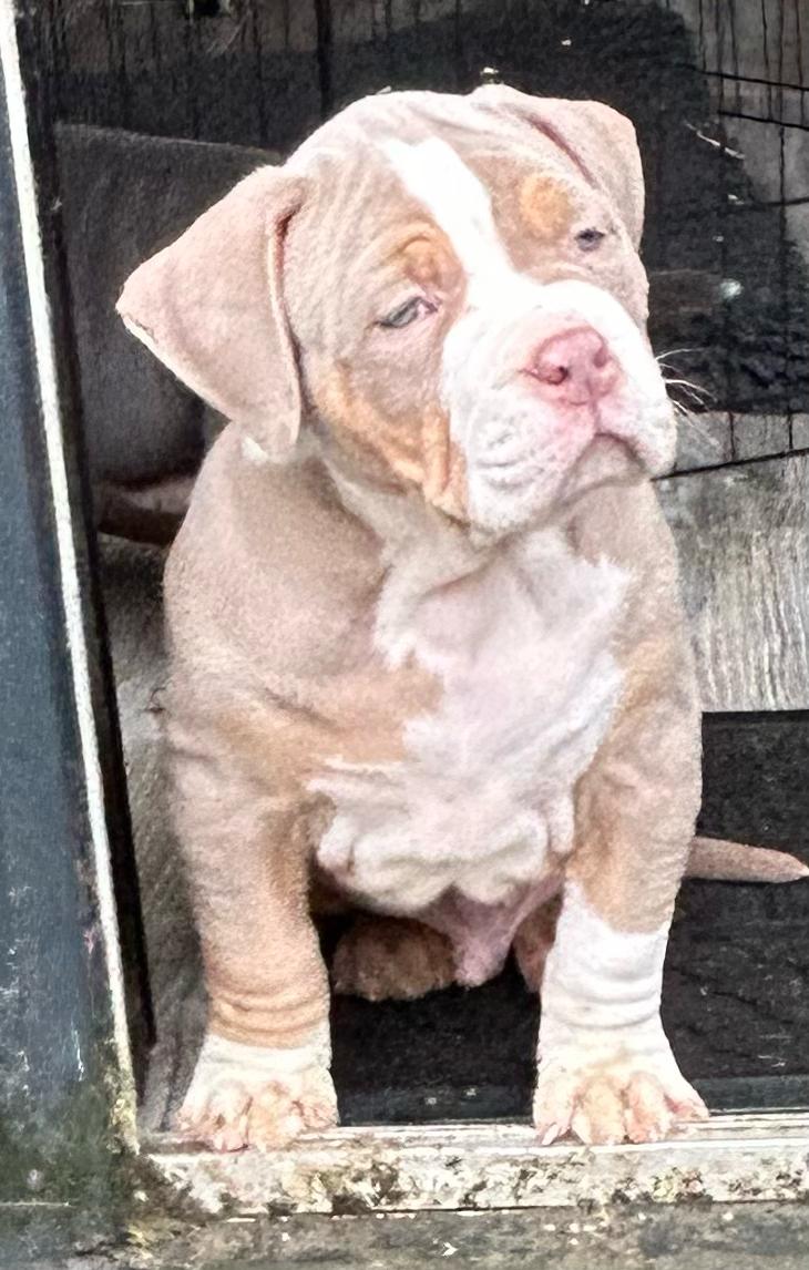 American Bully Pups for Sale in Dublin