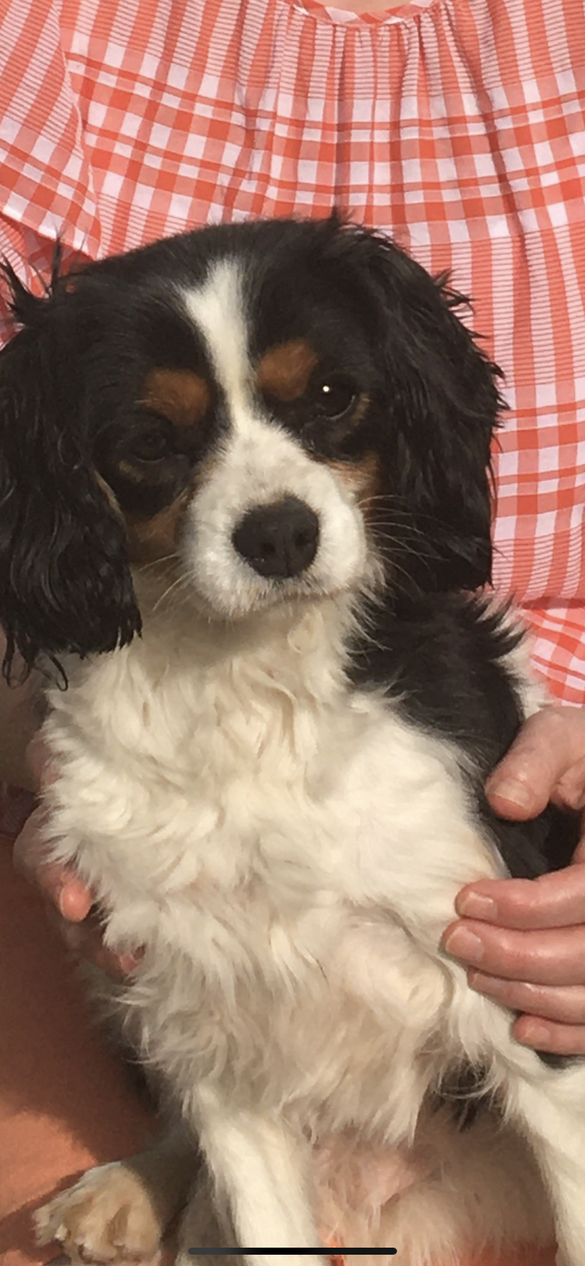 Cavalier King Charles in Cork - Affectionate Breed