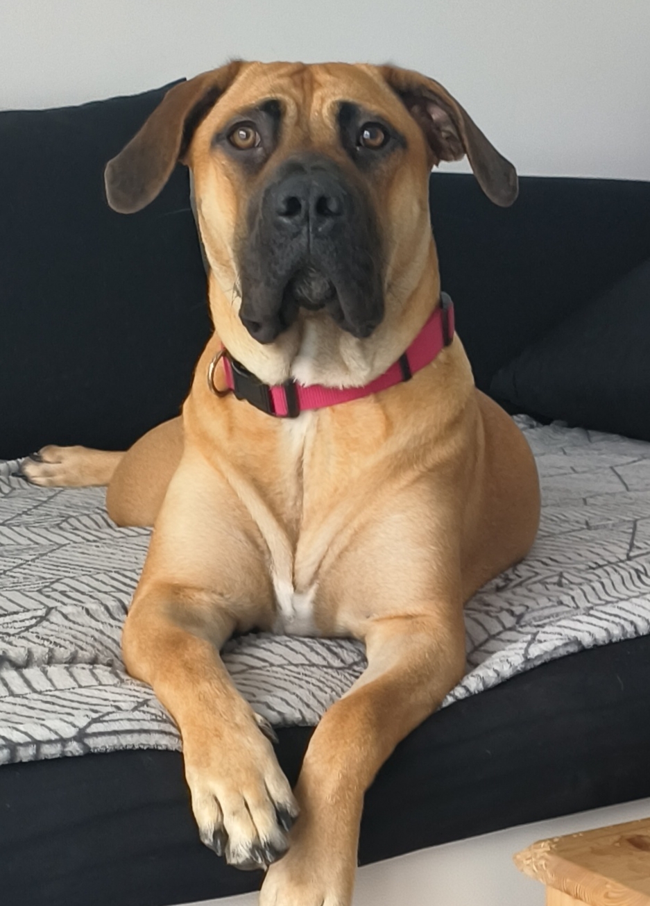 Friendly Mastiff for Sale in Cork