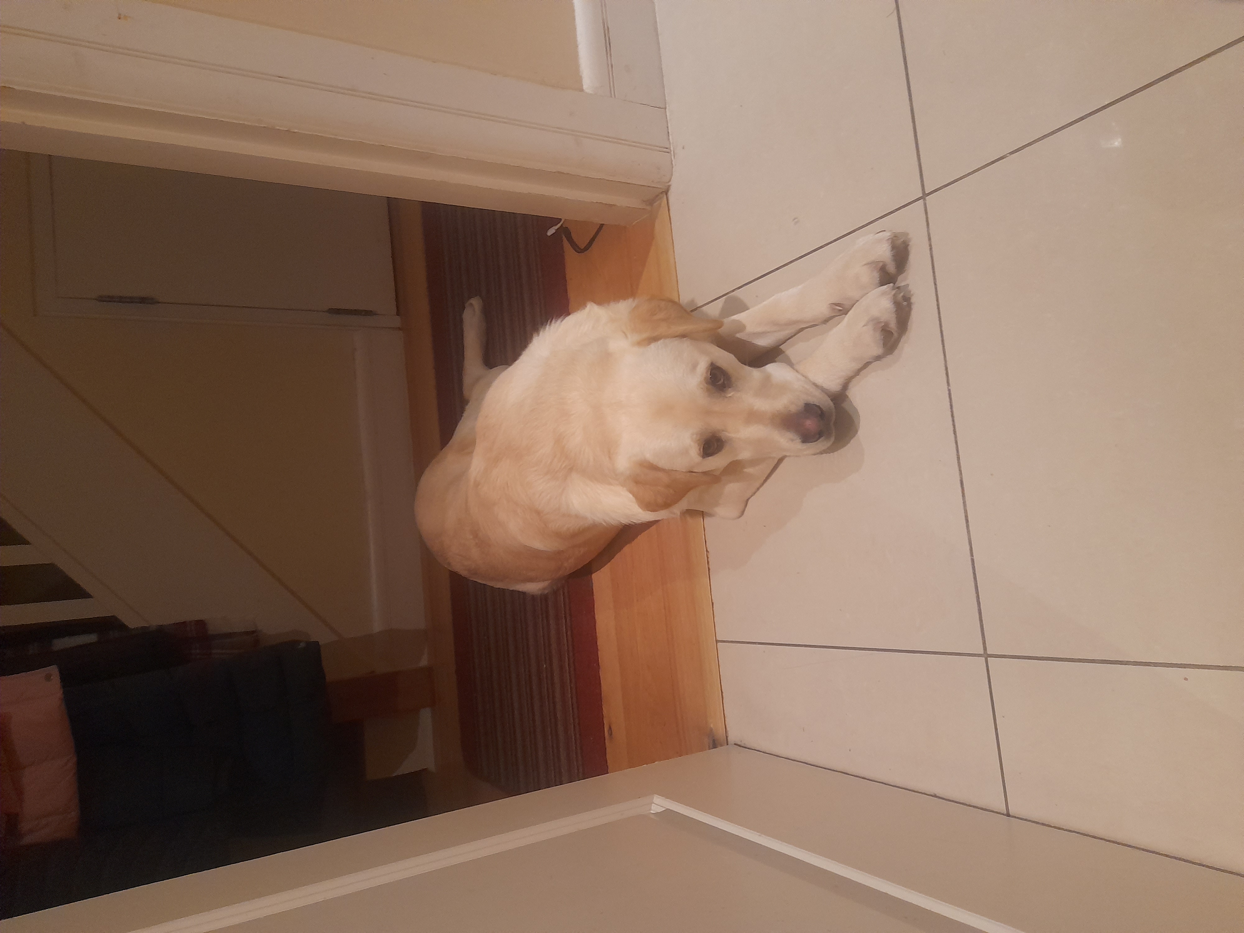 Labrador in Whitechurch - Energetic Companion