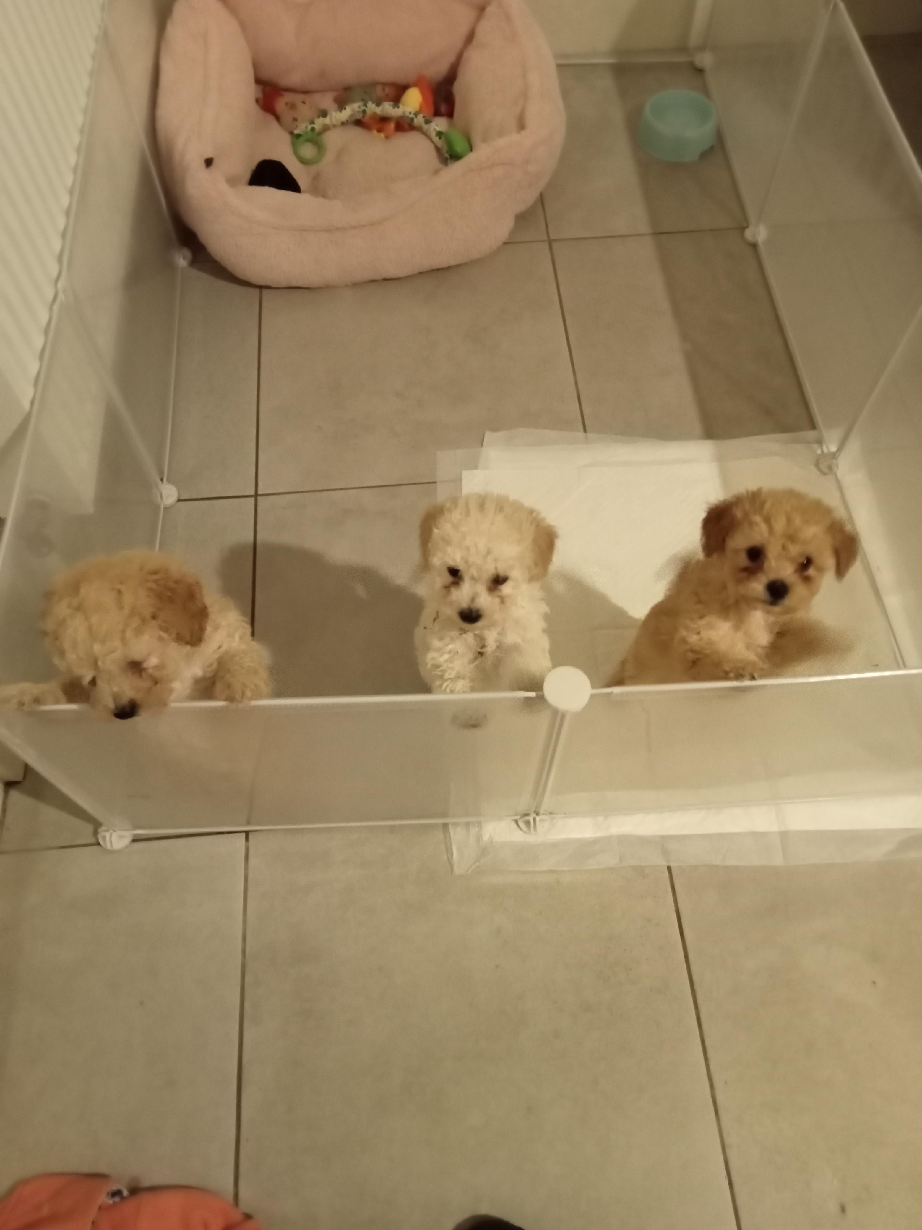 Toy Poodle Puppies for Sale in Cork - Playful and Affectionate