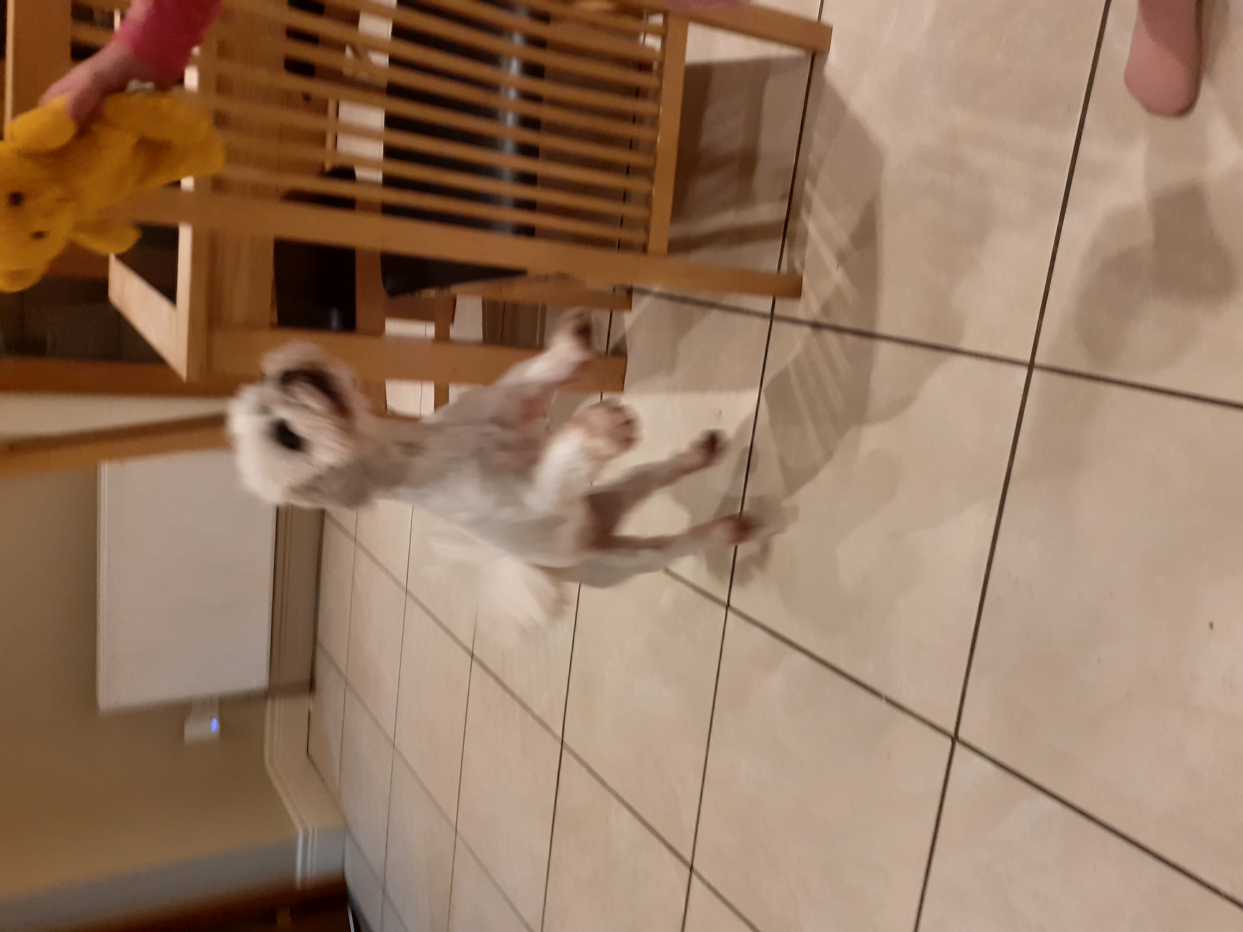 Shih Tzu-Maltese for sale in Portumna