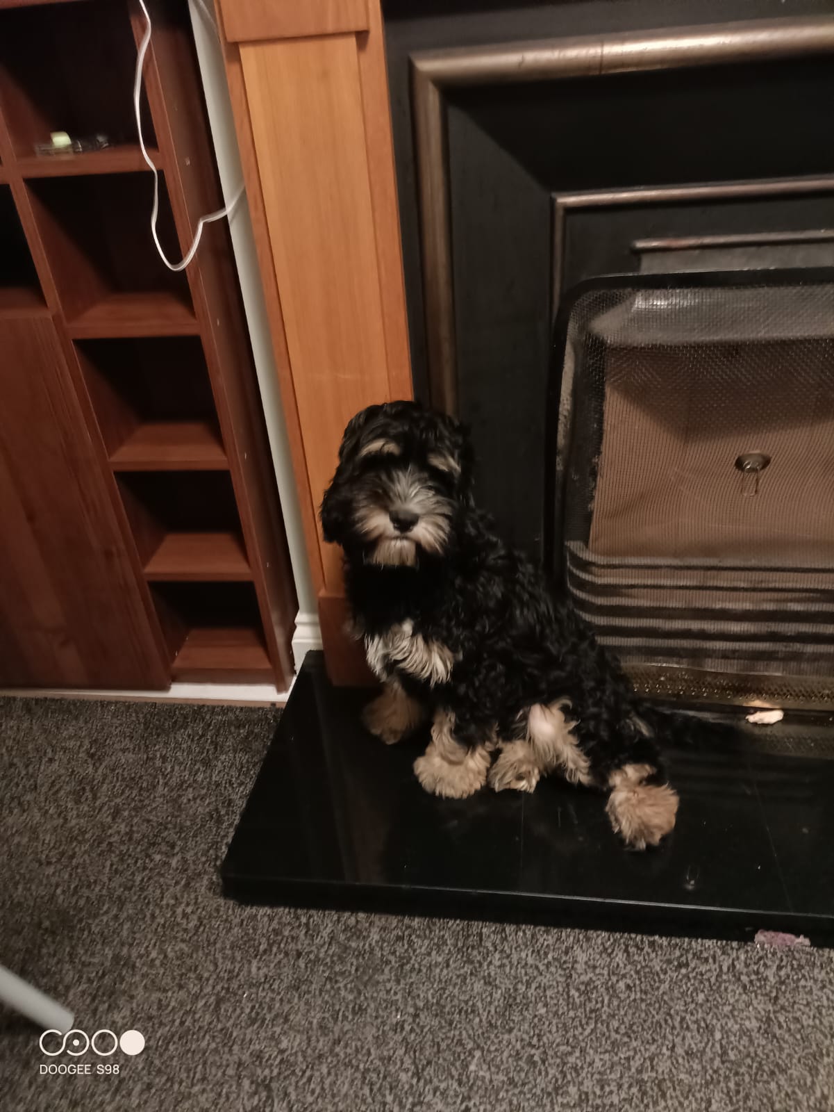 Cavapoo Puppy for Sale in Cork - Energetic & Friendly