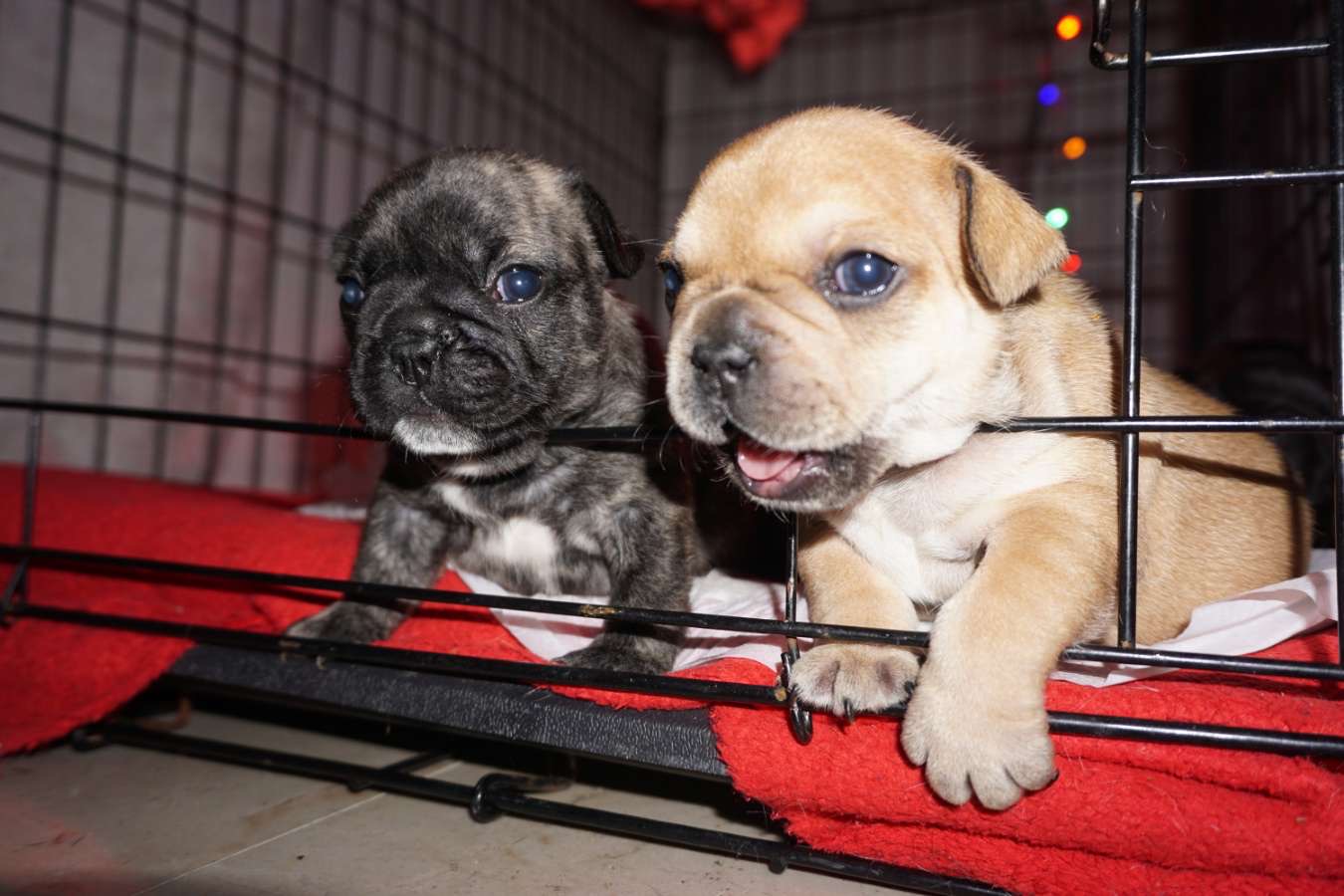Unique French Bulldog Puppies in Waterford