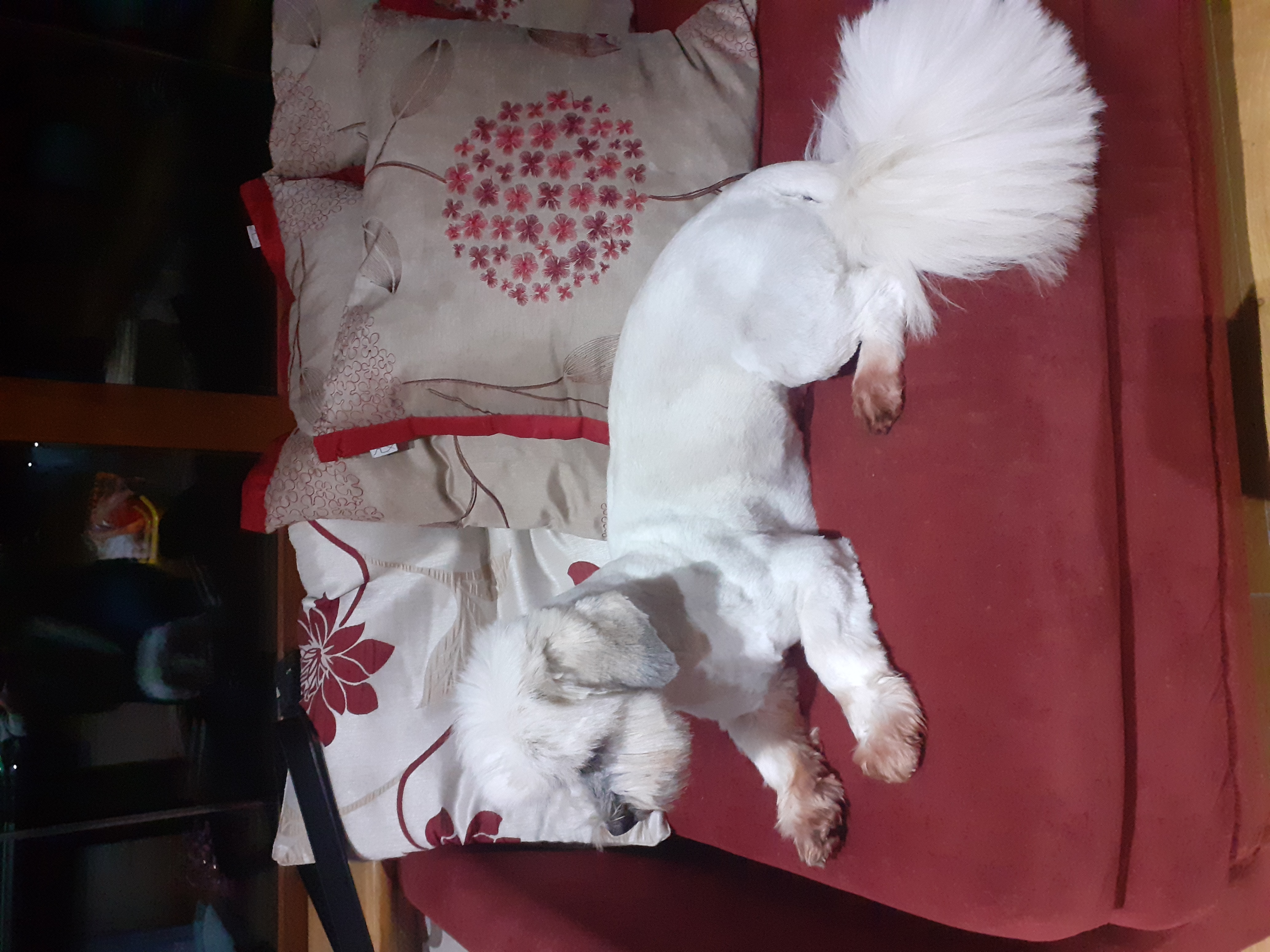 Maltese Shih Tzu for sale in Portumna