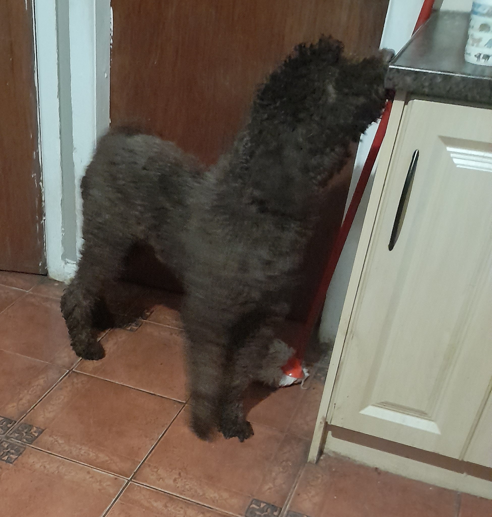 Brown Poodle for Sale in Virginia - IKC Registered