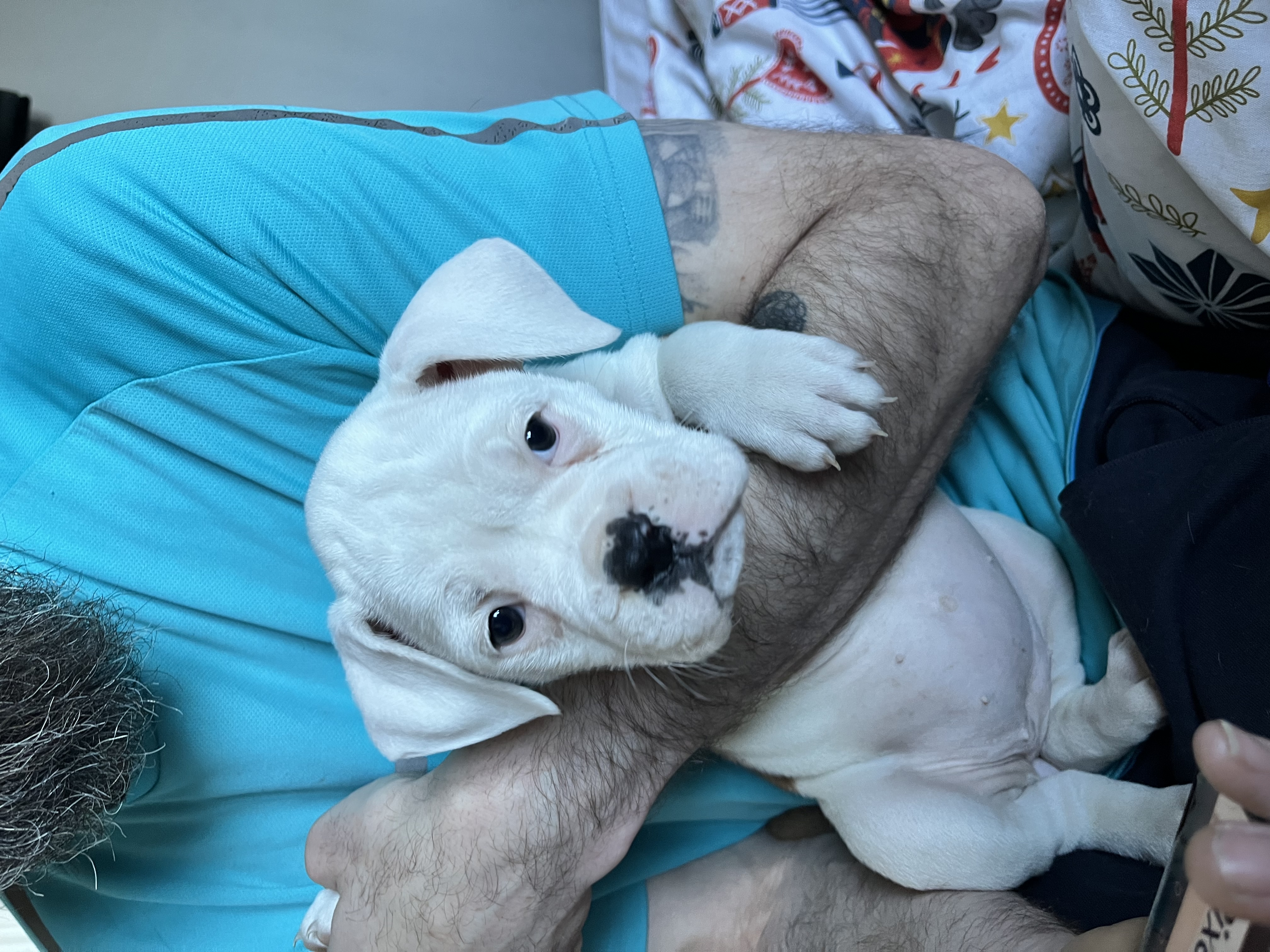 Boxerbull Puppies for Sale in Clondalkin
