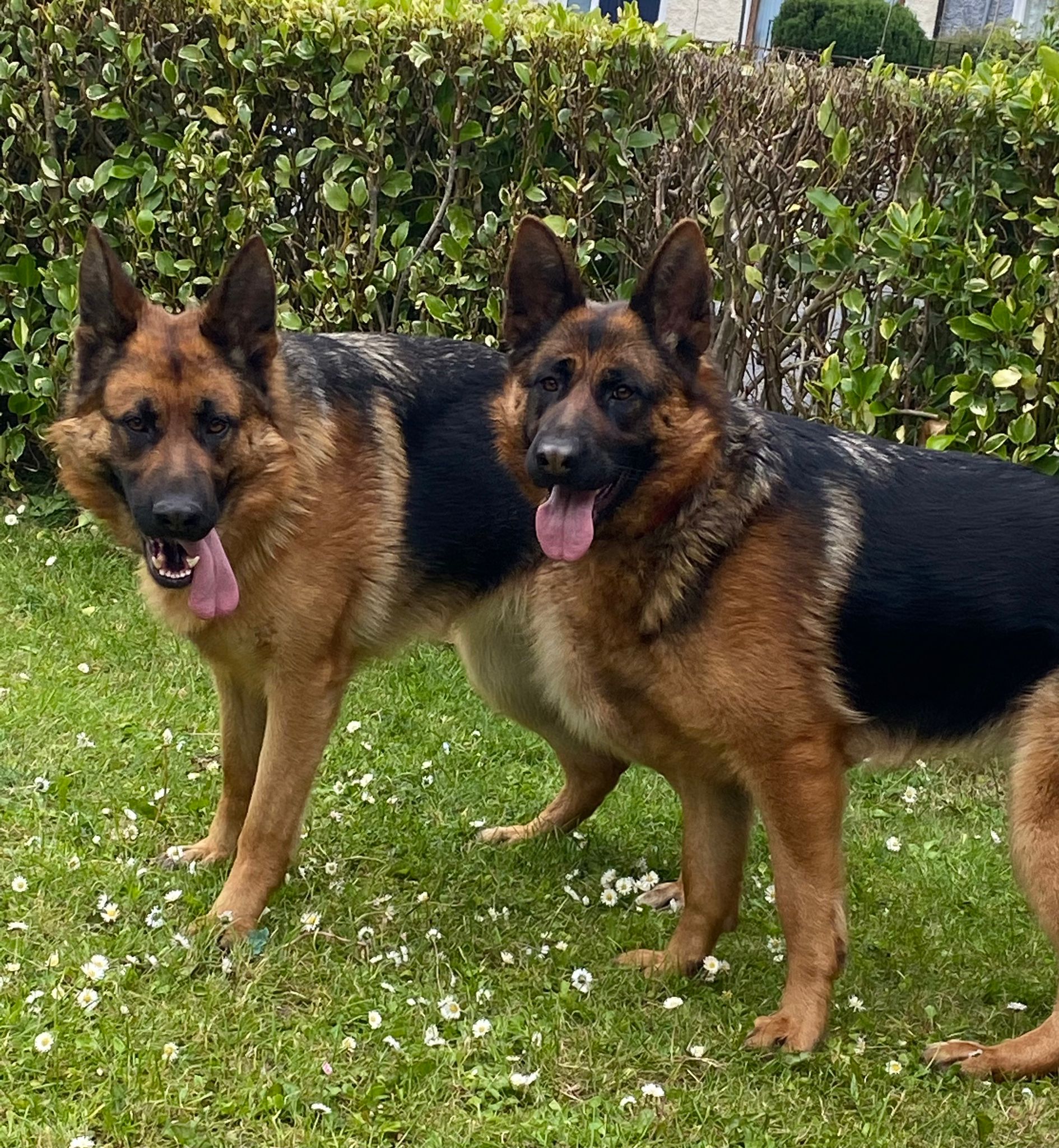 German Shepherd Sisters for Sale in Ballymun