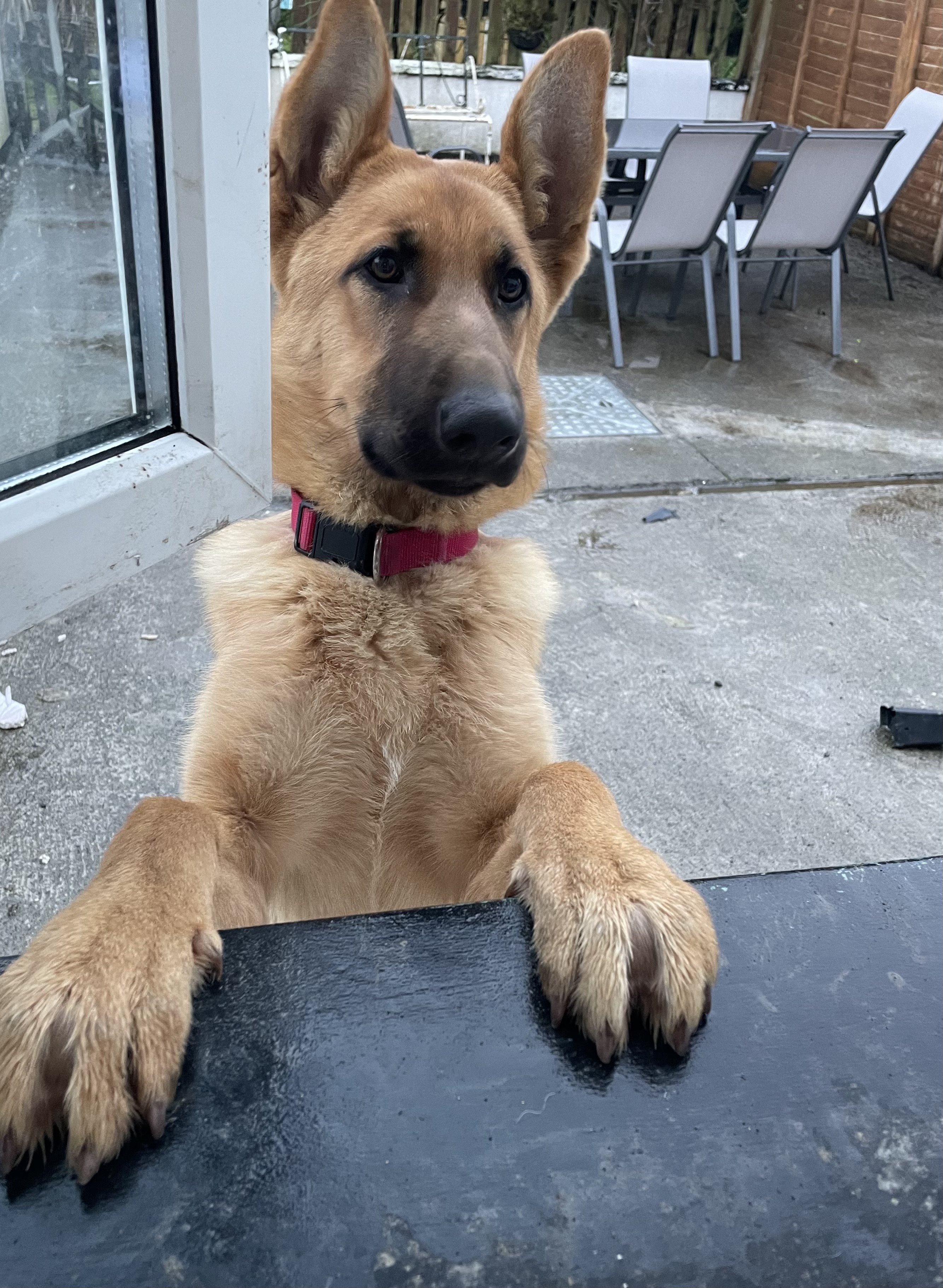 German Shepherd in Mullingar - IKC Registered