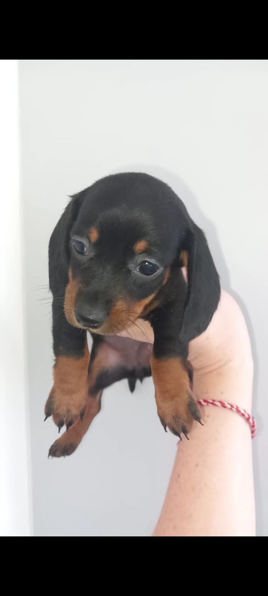 Miniature Dachshund in Swords - Affectionate Pup