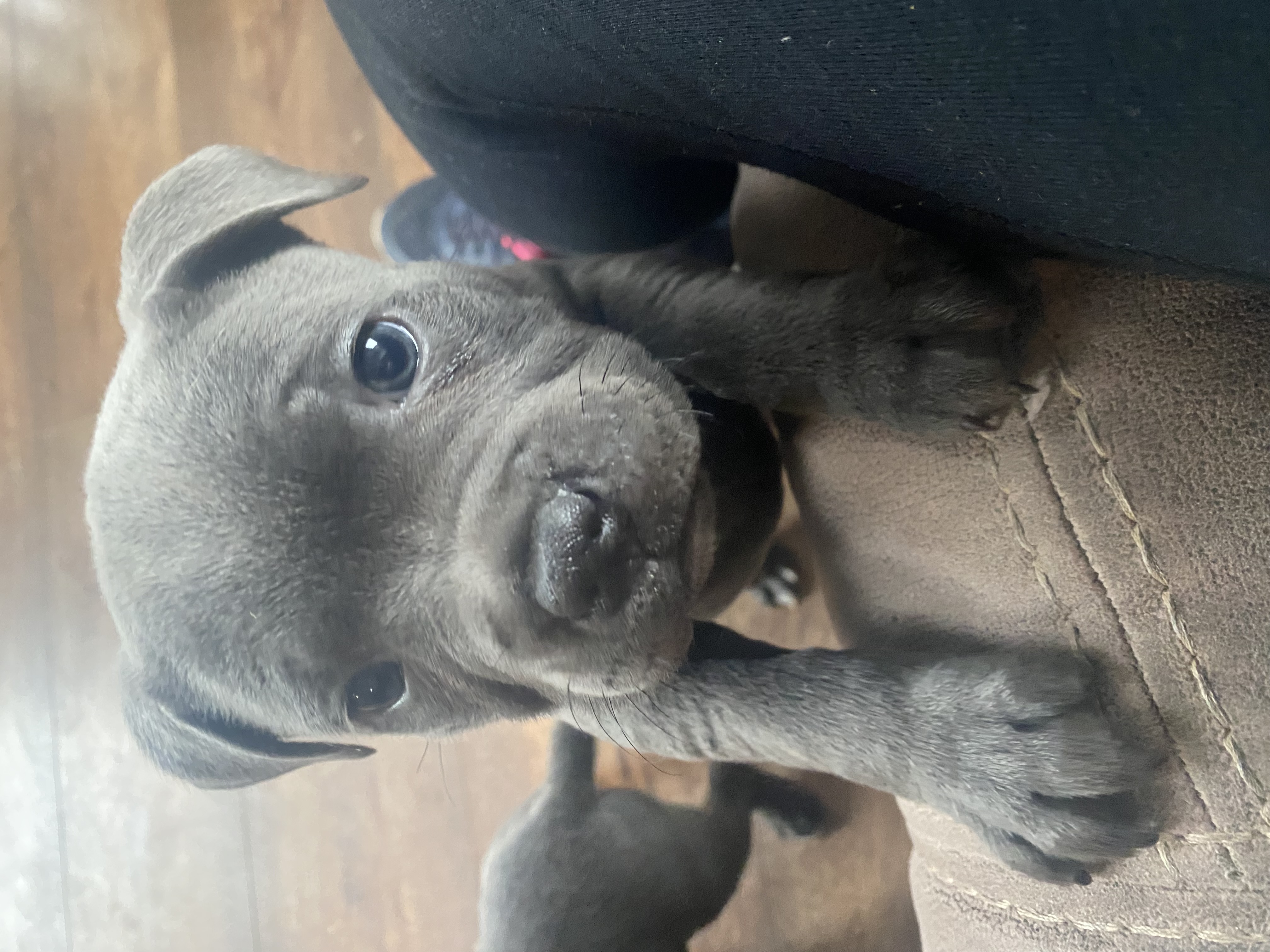 Staffordshire Bull Terriers in Mullingar - IKC Registered