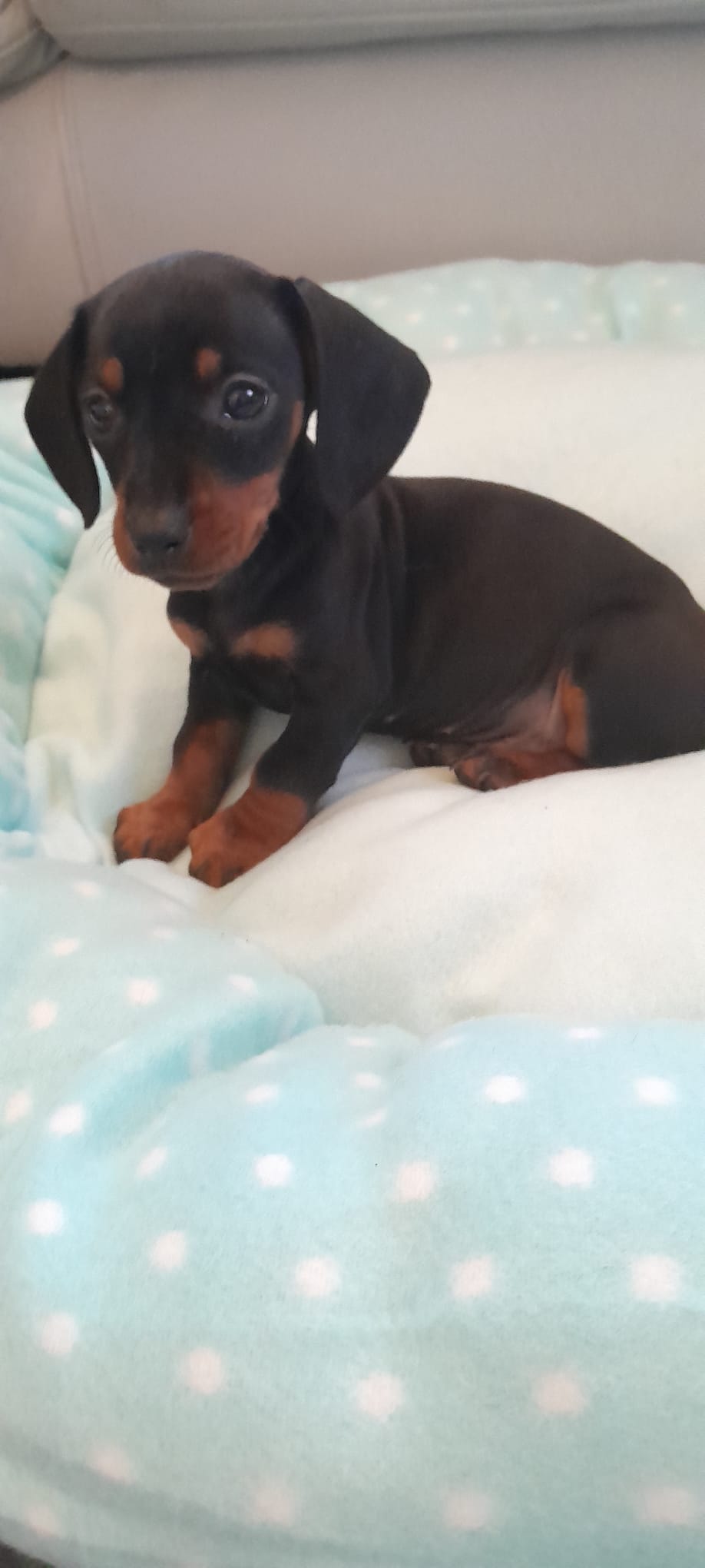 Miniature Dachshund Puppies in Dublin - IKC Registered