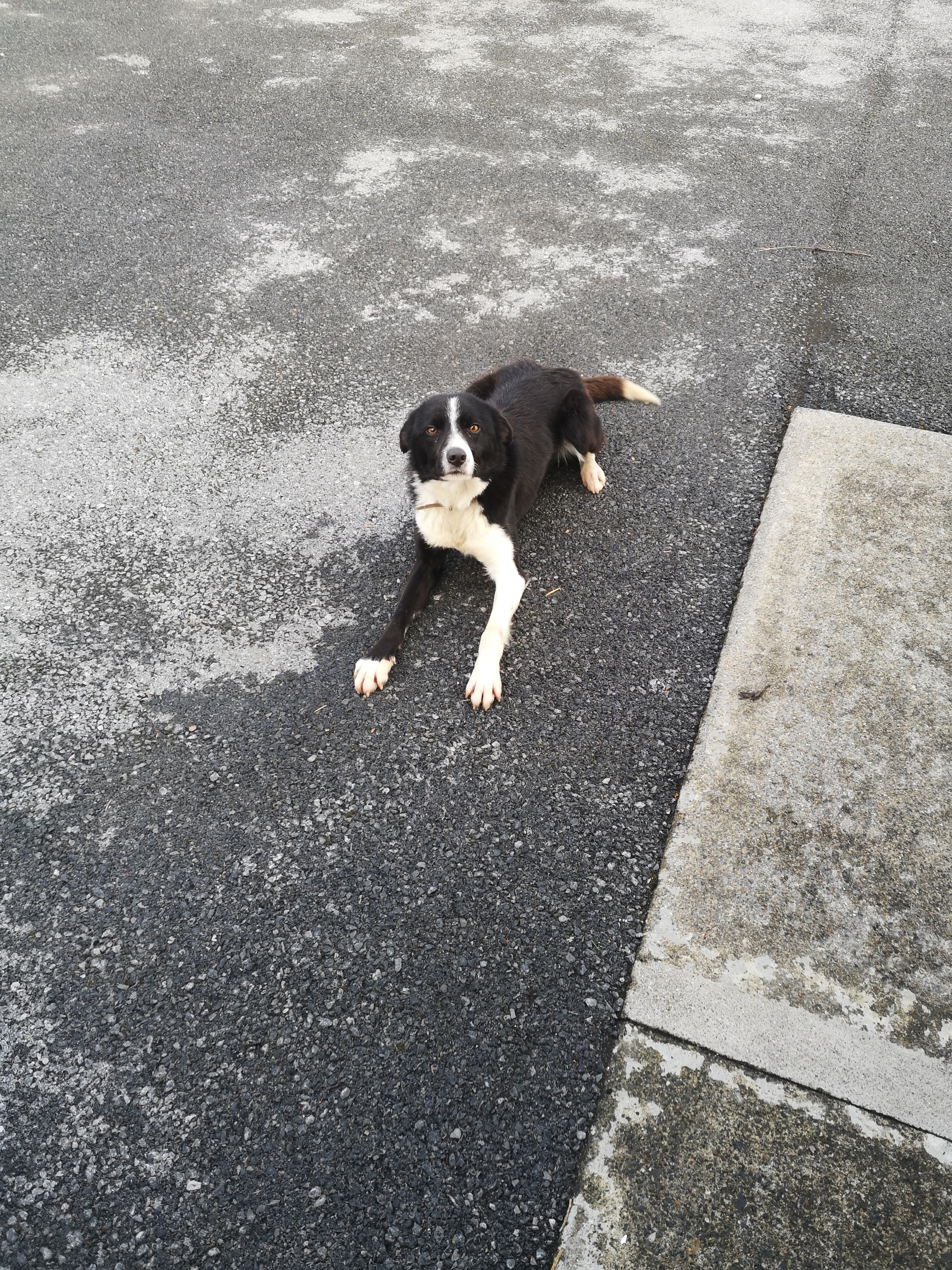 Playful Collie for Sale in Cloonfad