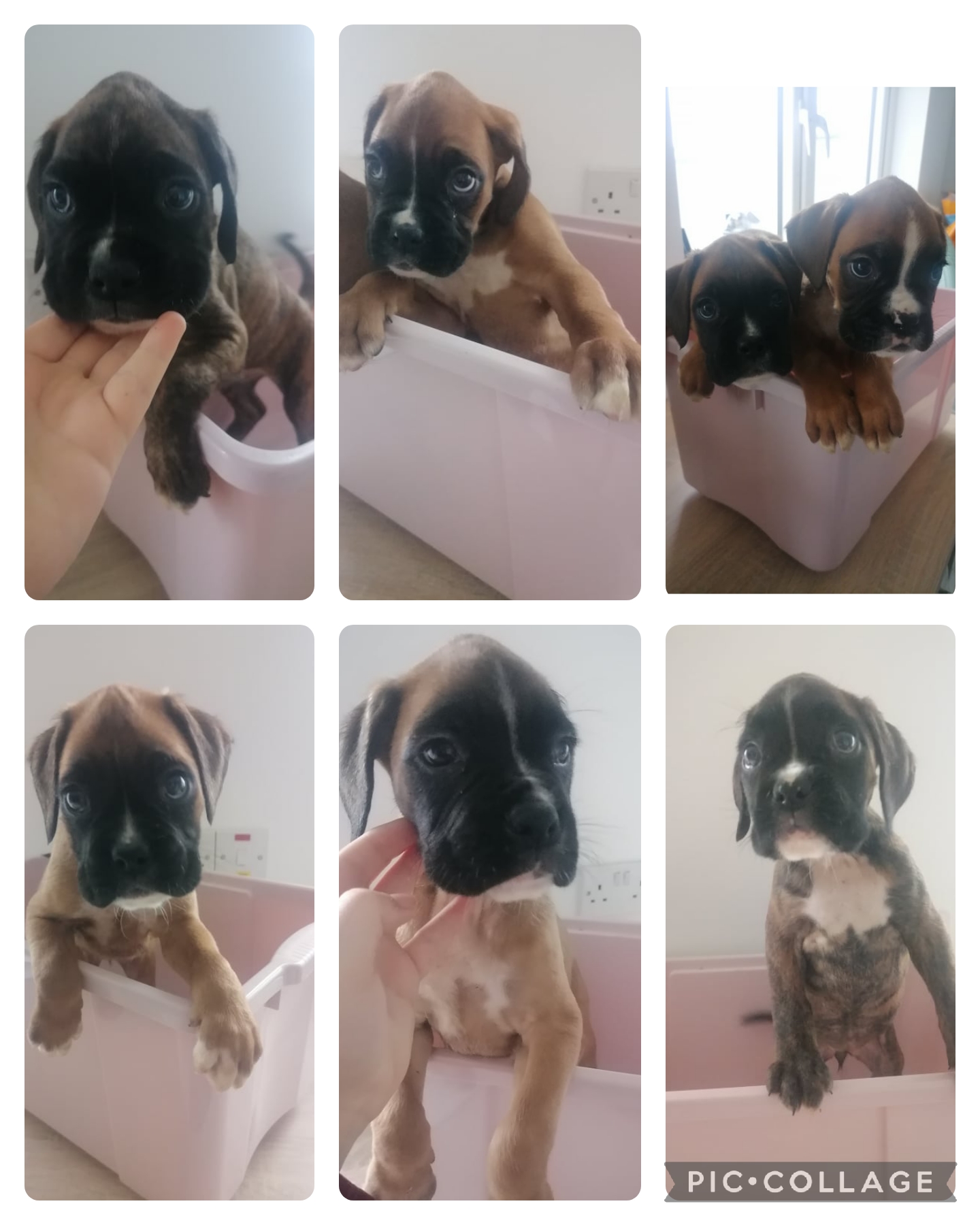 Boxer Puppies for Sale in Fenagh, Carlow